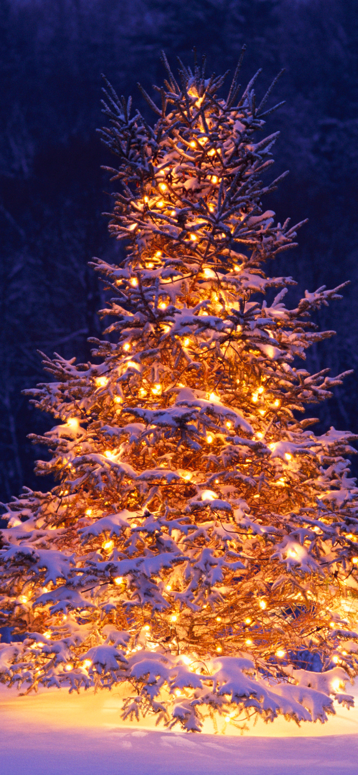 200000 Best Christmas Tree Photos  100 Free Download  Pexels Stock  Photos
