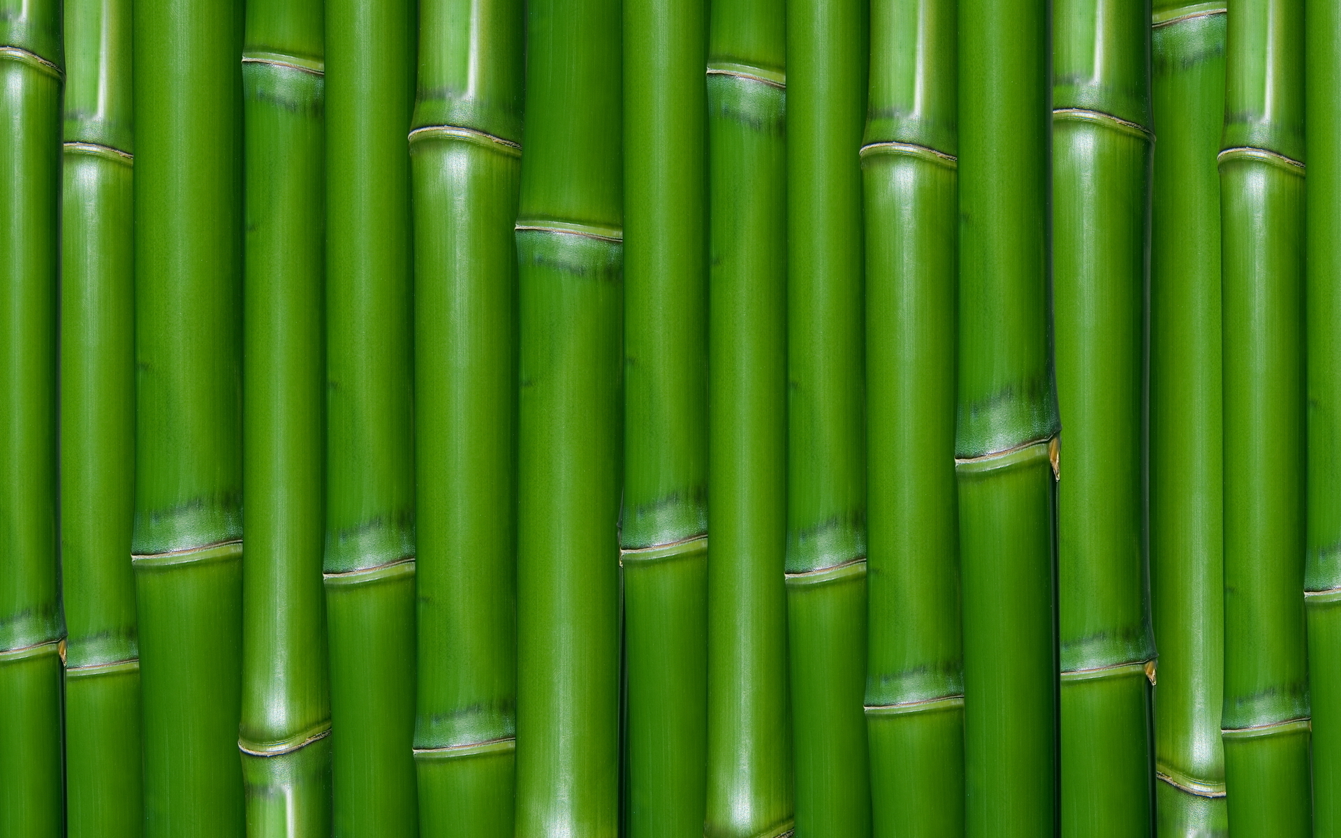 Horizontal Wallpaper earth, bamboo