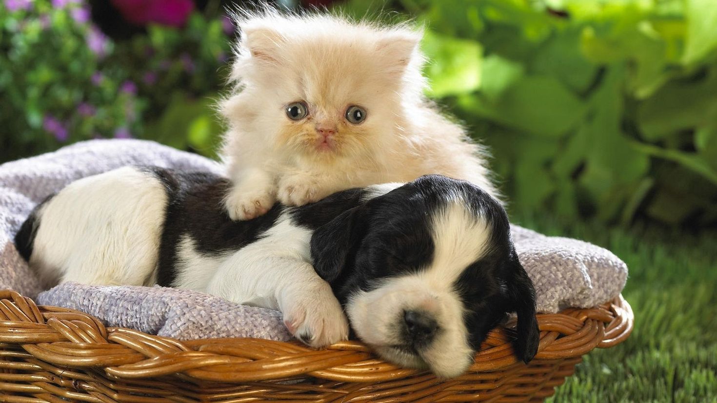Животные петс. Милые домашние животные. Собачки и кошечки. Щенок и котенок. Милые котята и щенки.