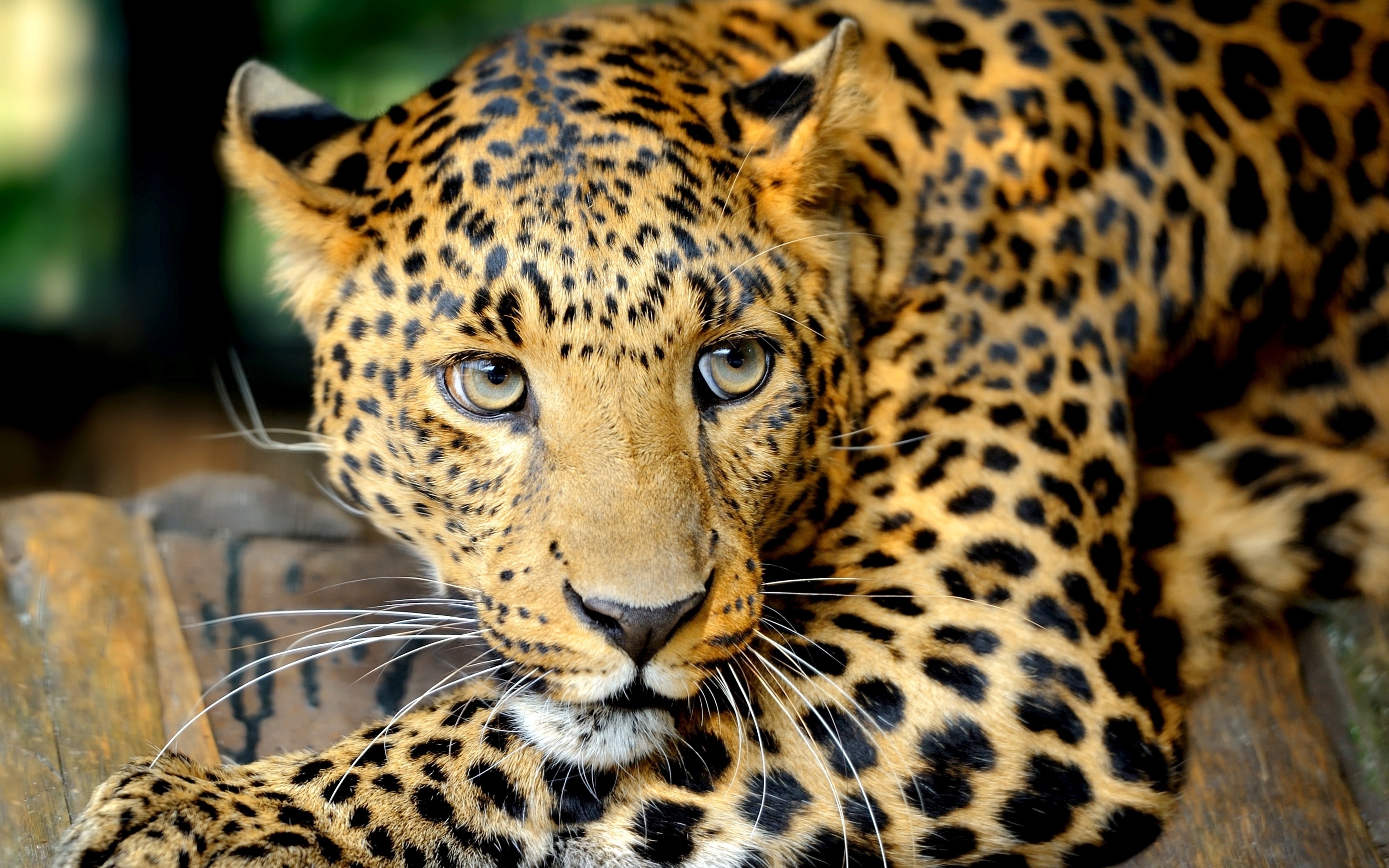 animals, muzzle, leopard, predator QHD
