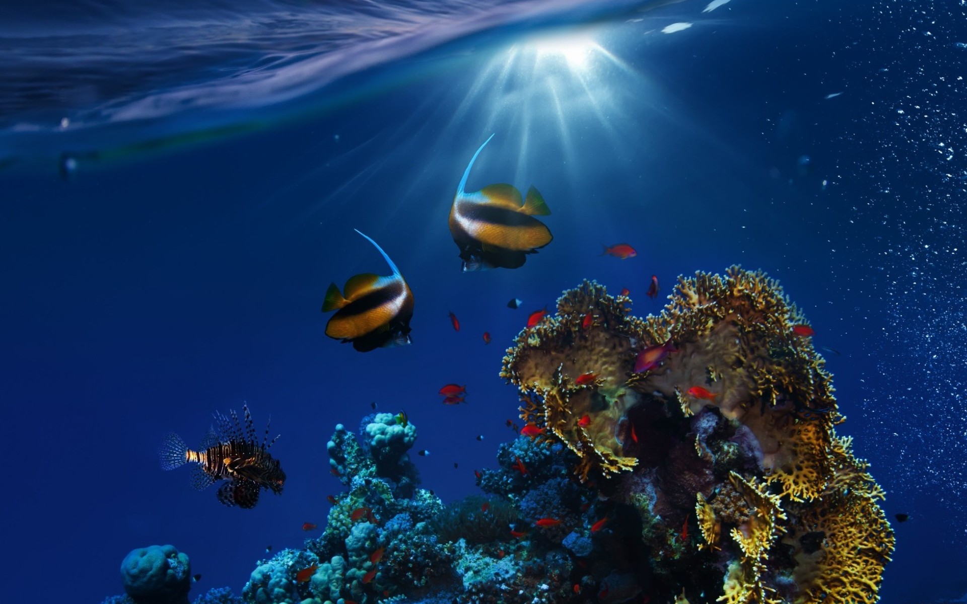 349212 Hintergrundbild herunterladen korallenriff, tiere, fisch, sonnenstrahl, unterwasser, fische - Bildschirmschoner und Bilder kostenlos