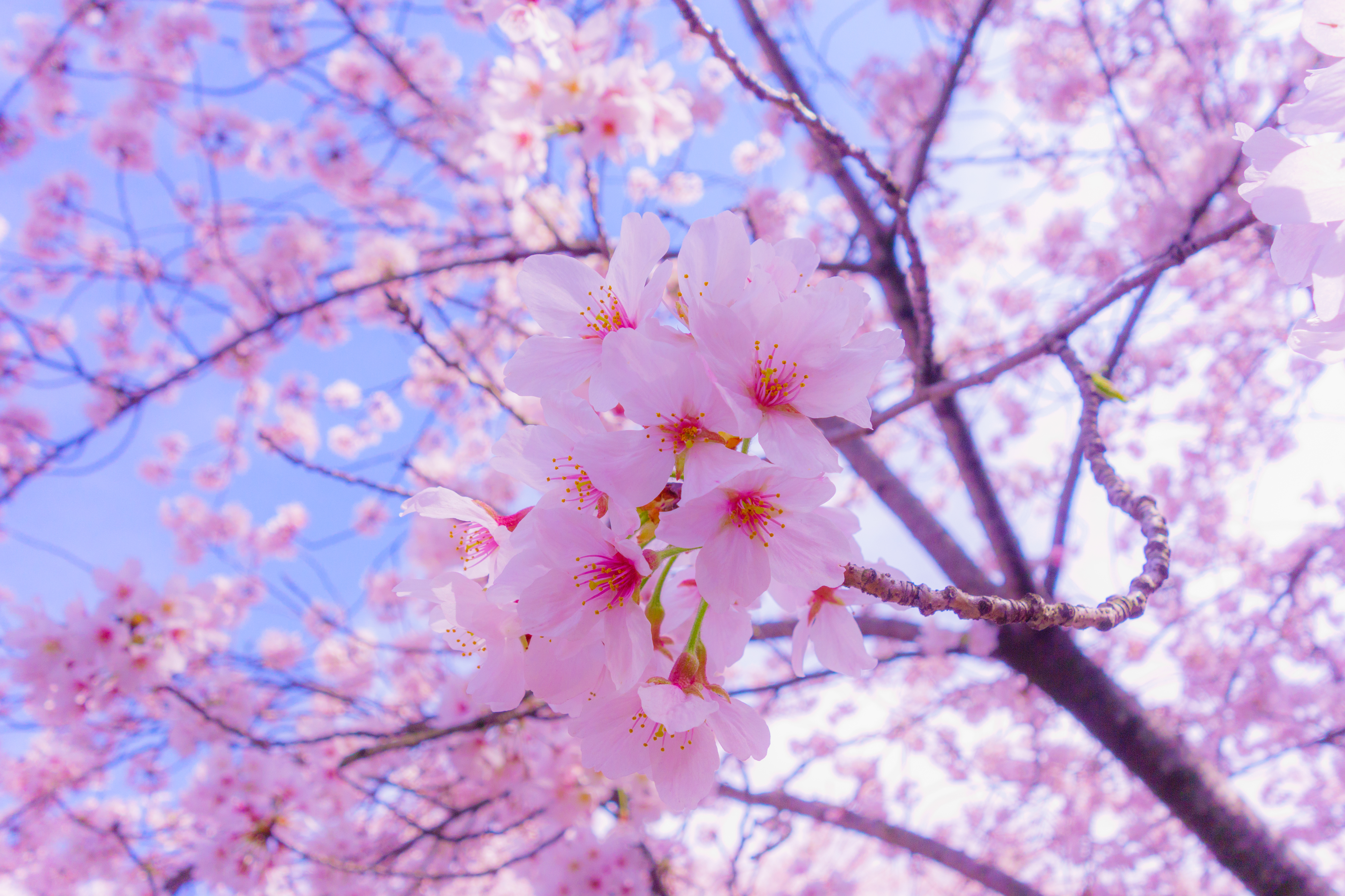 Скачать картинку Сакура, Весна, Цветы, Розовый, Цветение в телефон бесплатно.