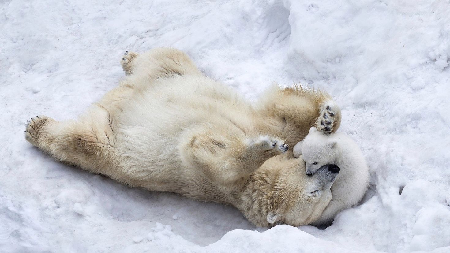 Игра медведь снежная. Медведь лежит. Спящие животные. Медвежонок в снегу.