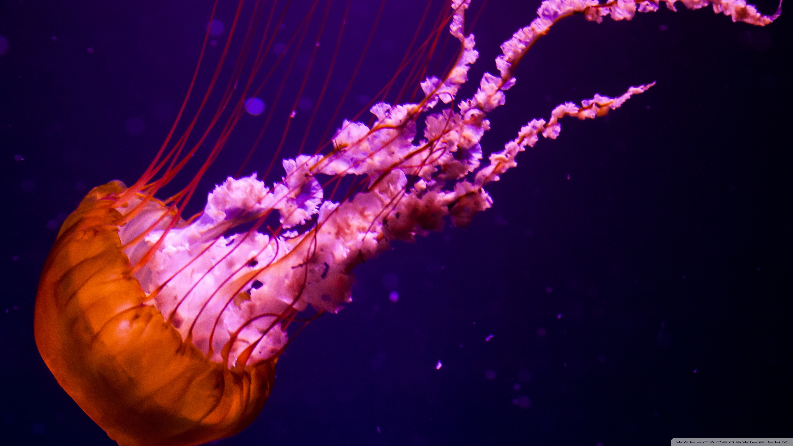 Mobile HD Wallpaper Jellyfish 