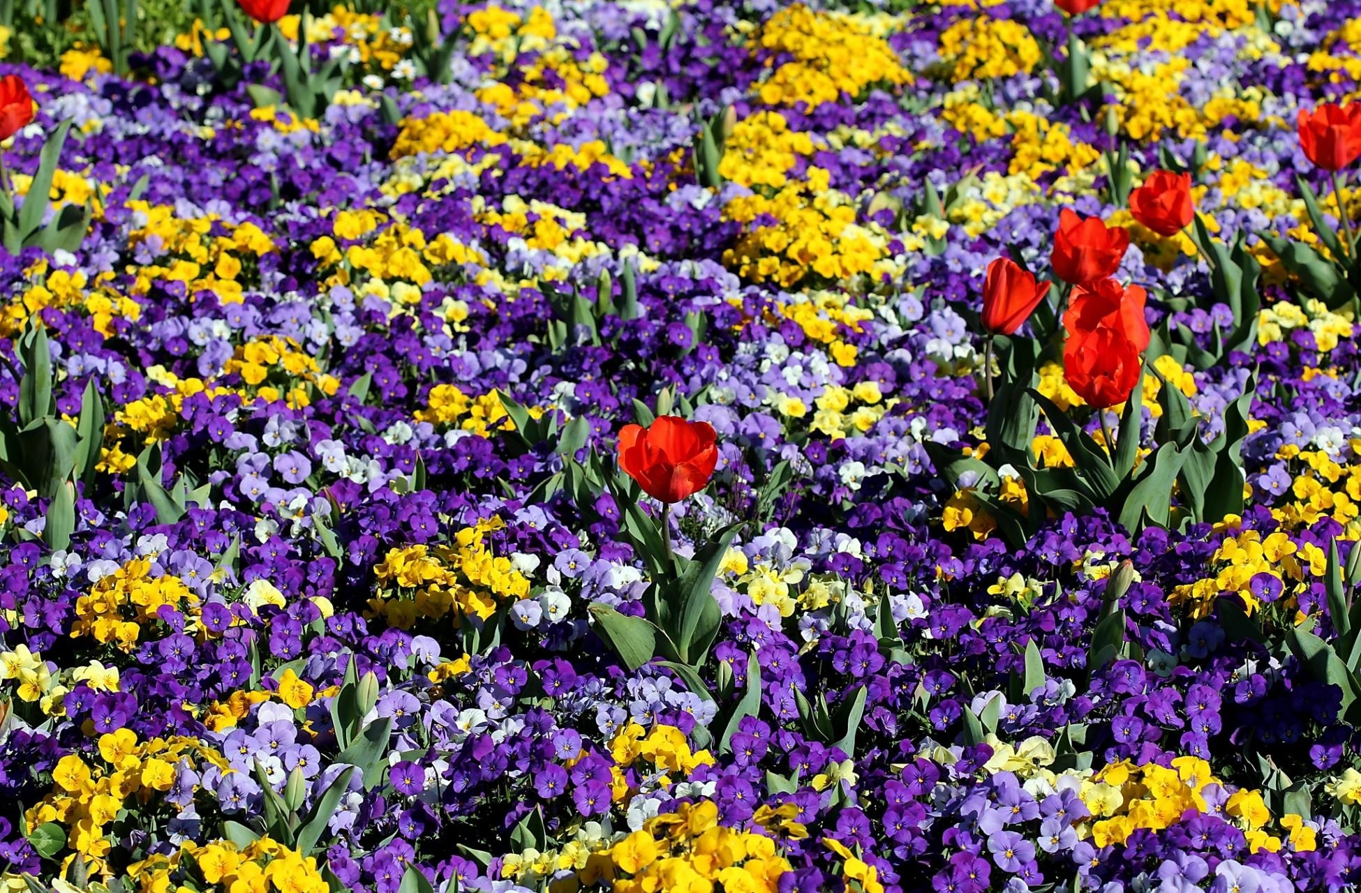 80861 завантажити шпалери квіти, братки, тюльпани, клумбі, клумба, весна - заставки і картинки безкоштовно
