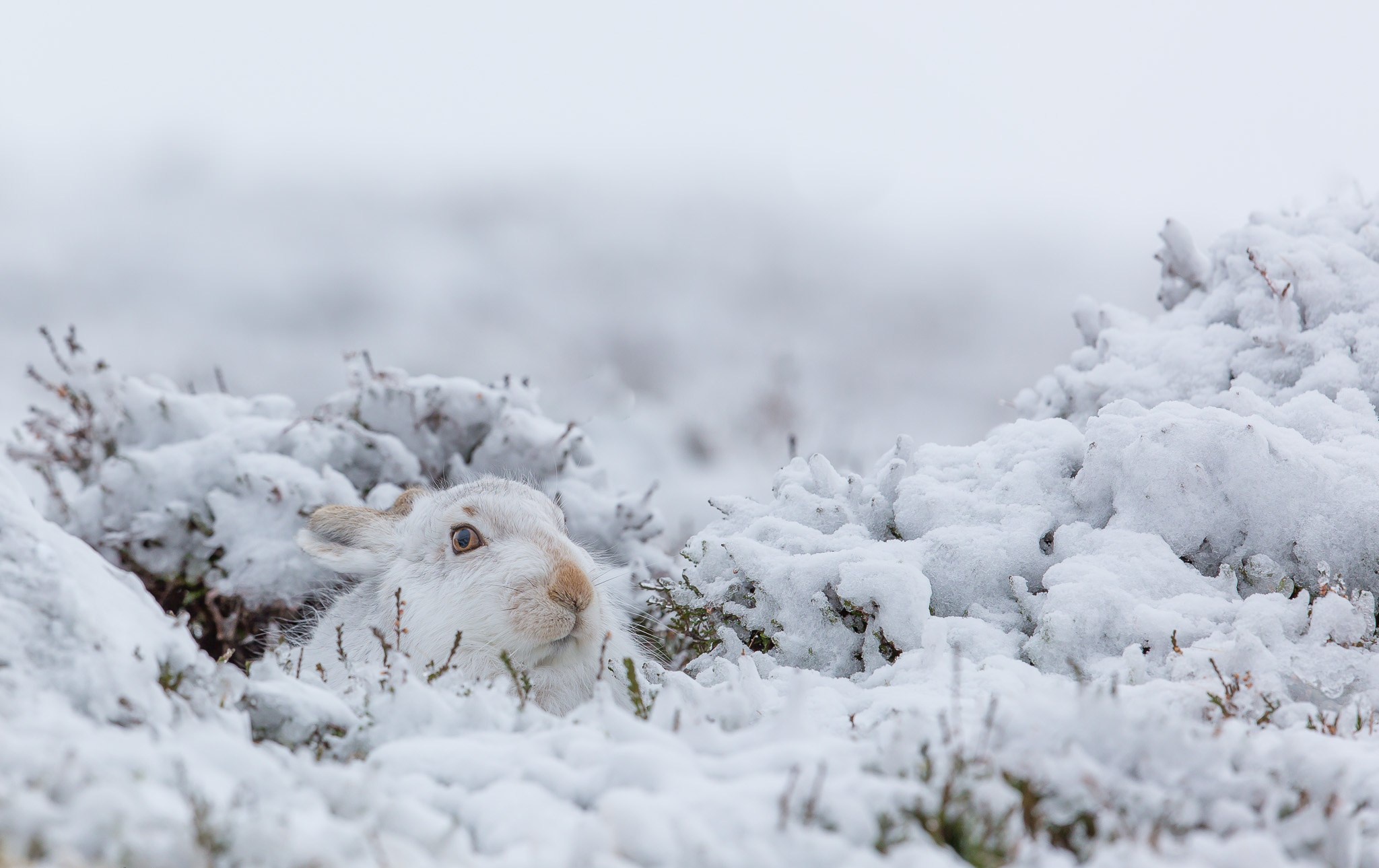 Спи пока снег. Заяц Беляк на снегу. Арктический Беляк. Зайчик в снегу.