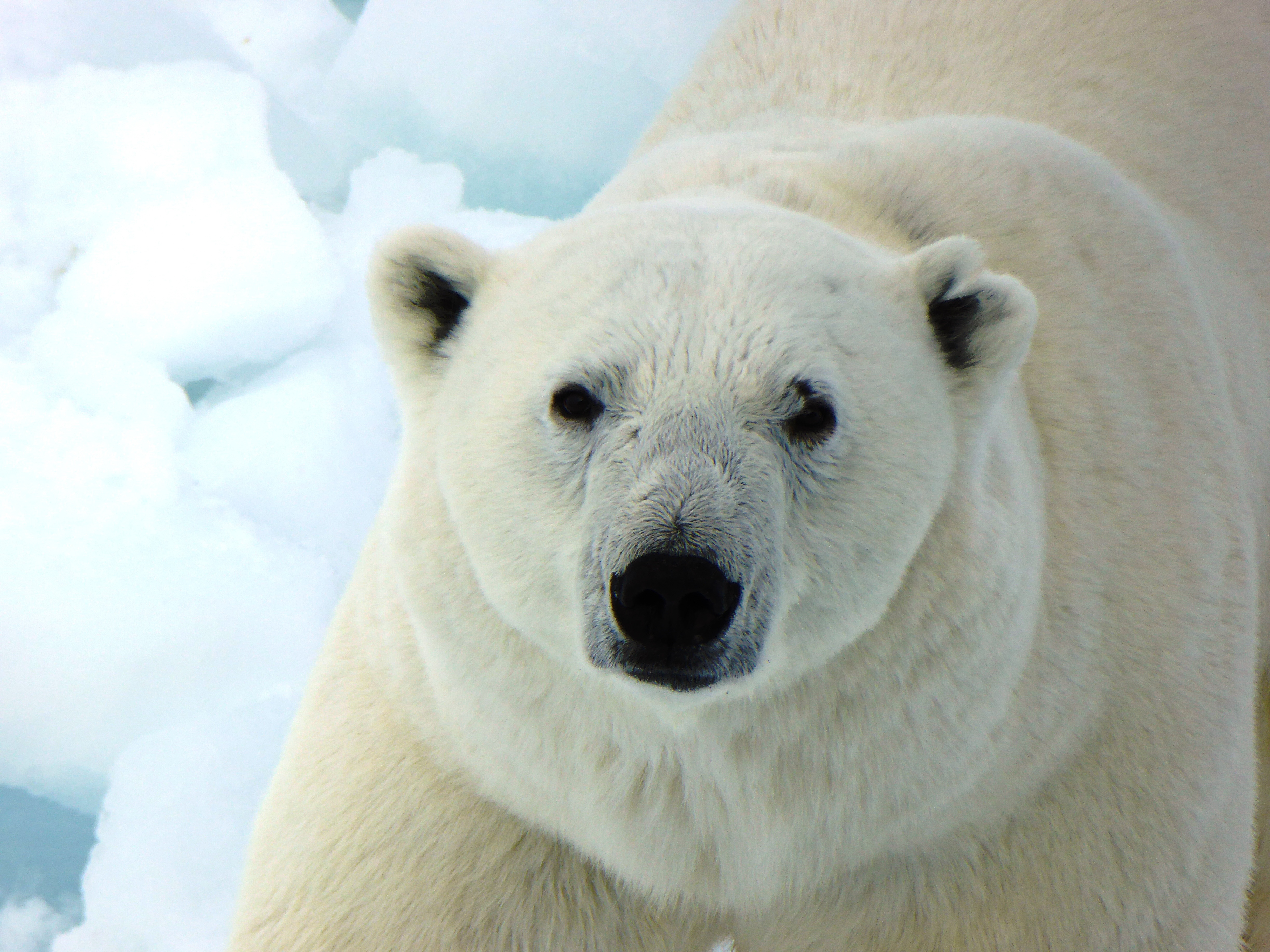 Download mobile wallpaper Animals, Predator, Polar Bear for free.