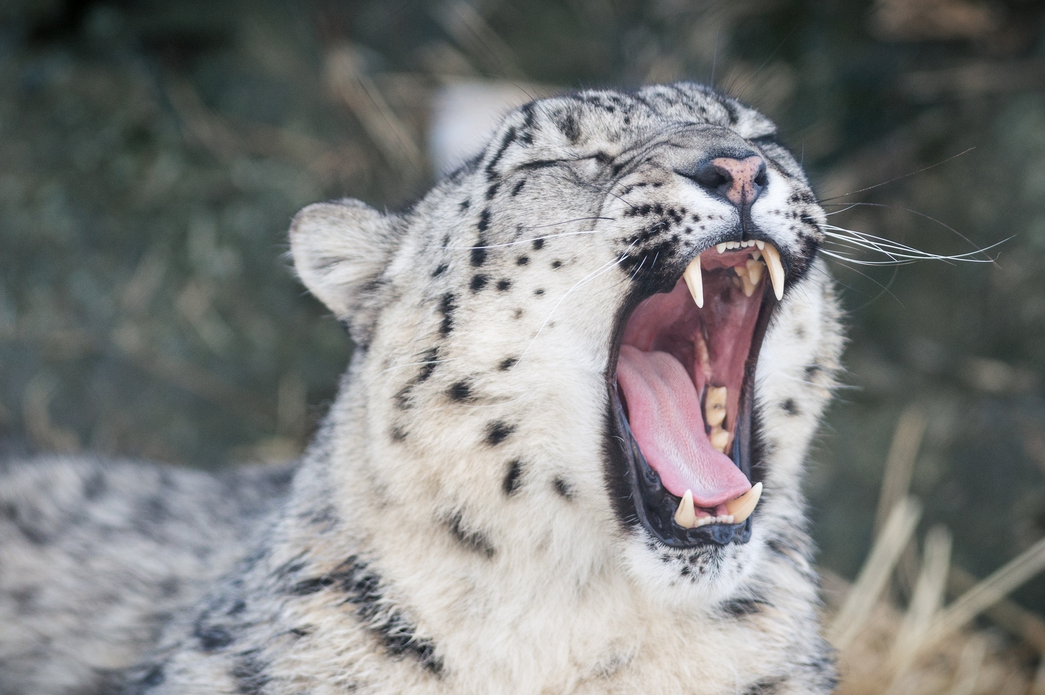 predator, snow leopard, animals, leopard, muzzle, fangs, to fall, mouth, wild cat, wildcat, irbis, language, tongue, yawns