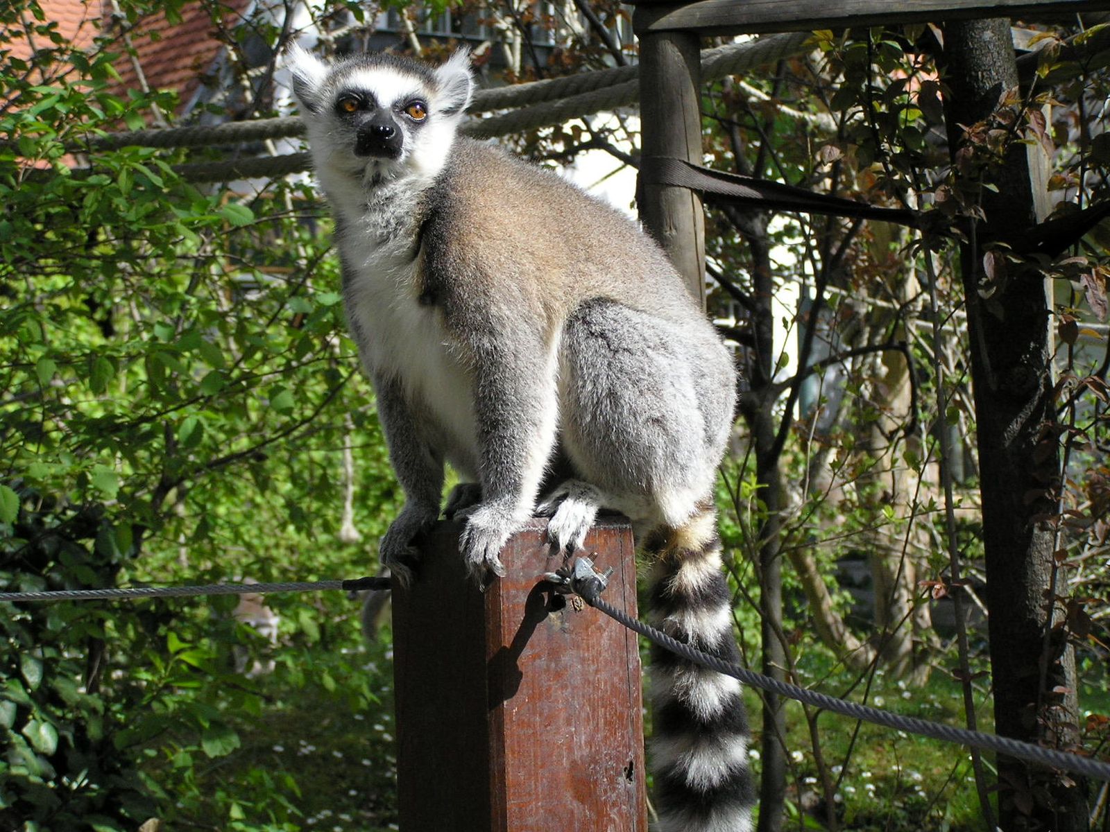 262796 Bild herunterladen tiere, lemur, affen - Hintergrundbilder und Bildschirmschoner kostenlos