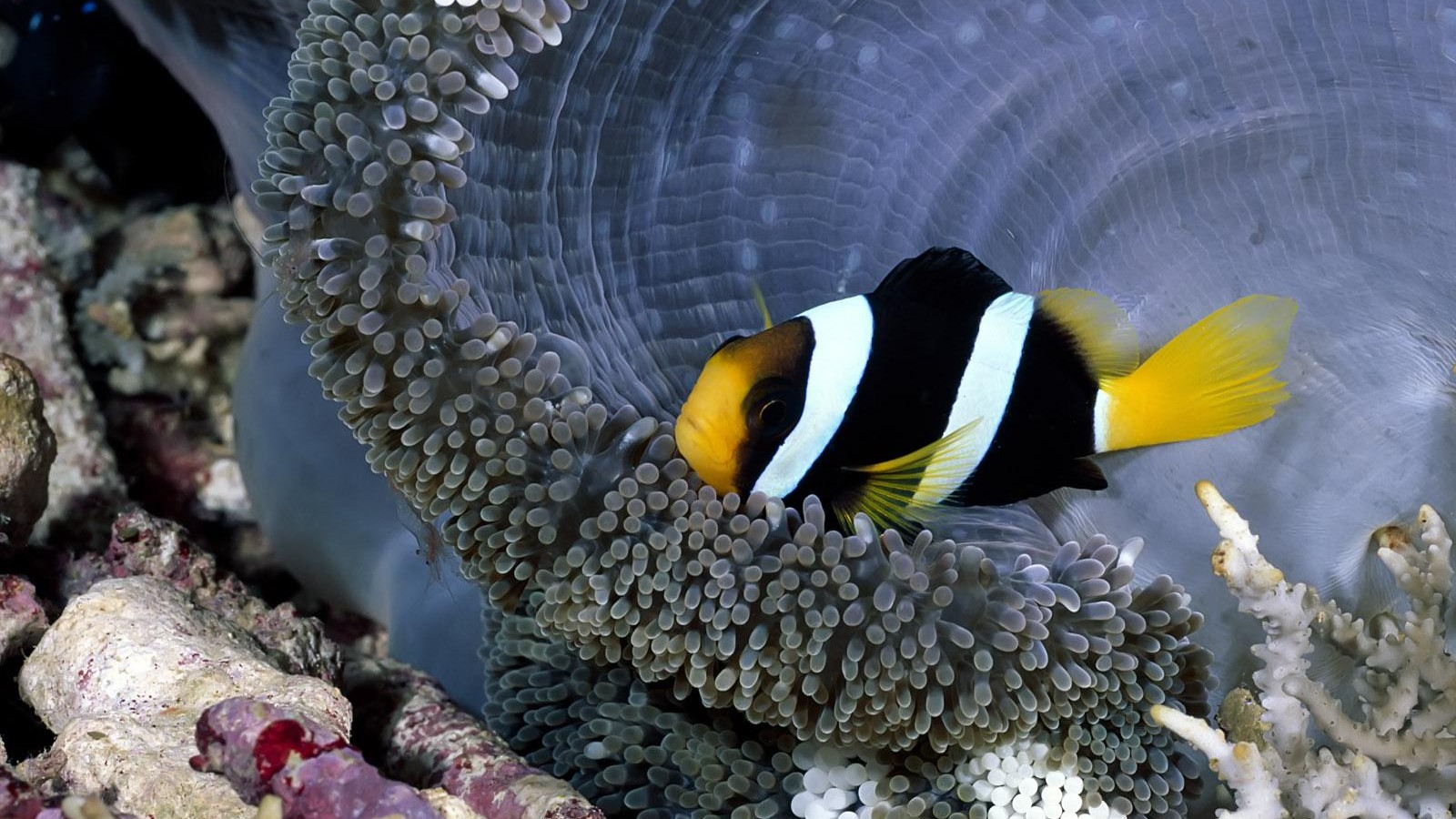 Free download wallpaper Stripes, Animal, Fish, Underwater, Sea Anemone, Clownfish on your PC desktop