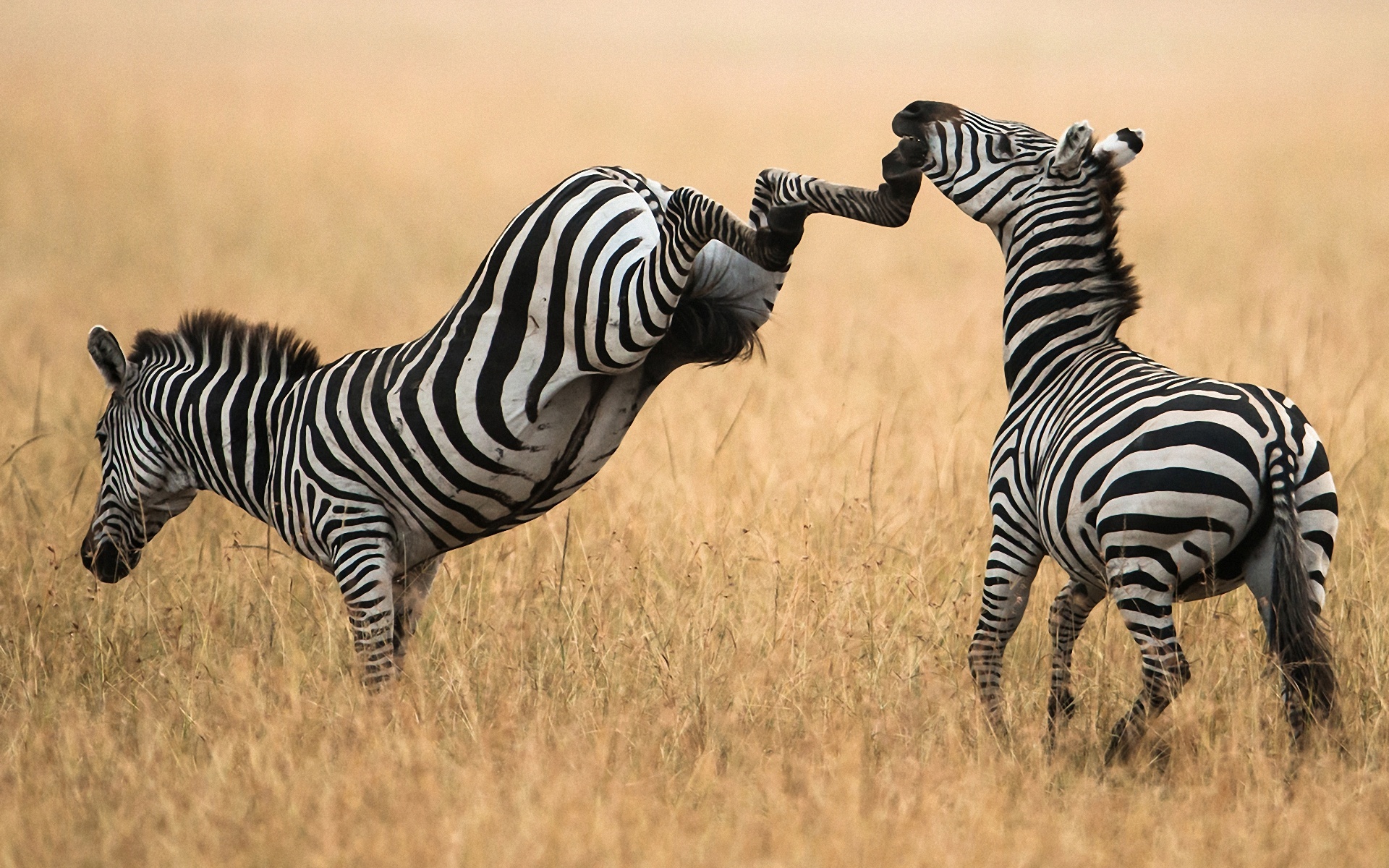 590712 baixar papel de parede animais, zebra - protetores de tela e imagens gratuitamente