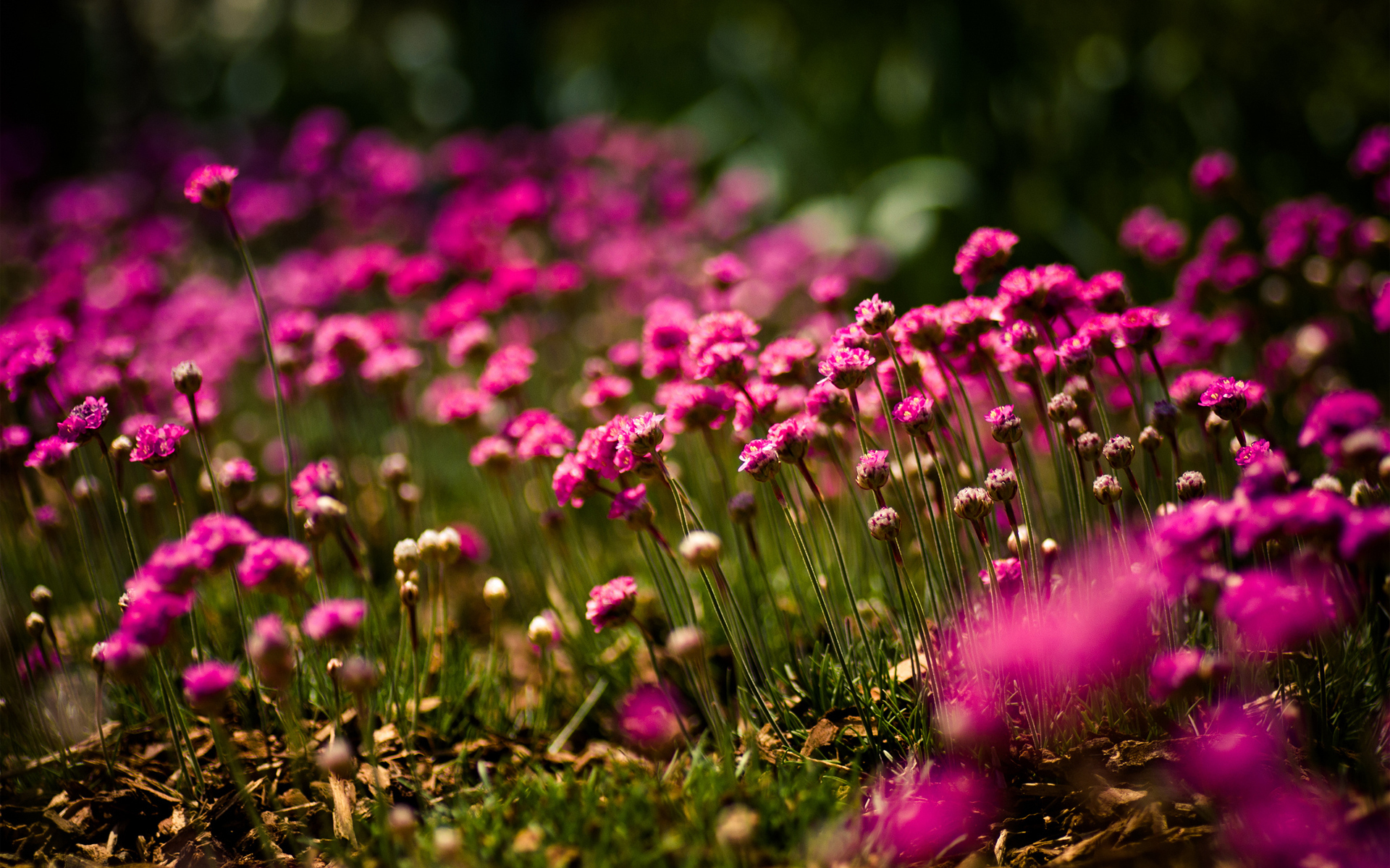 Фото цветов красивых полевых в росе