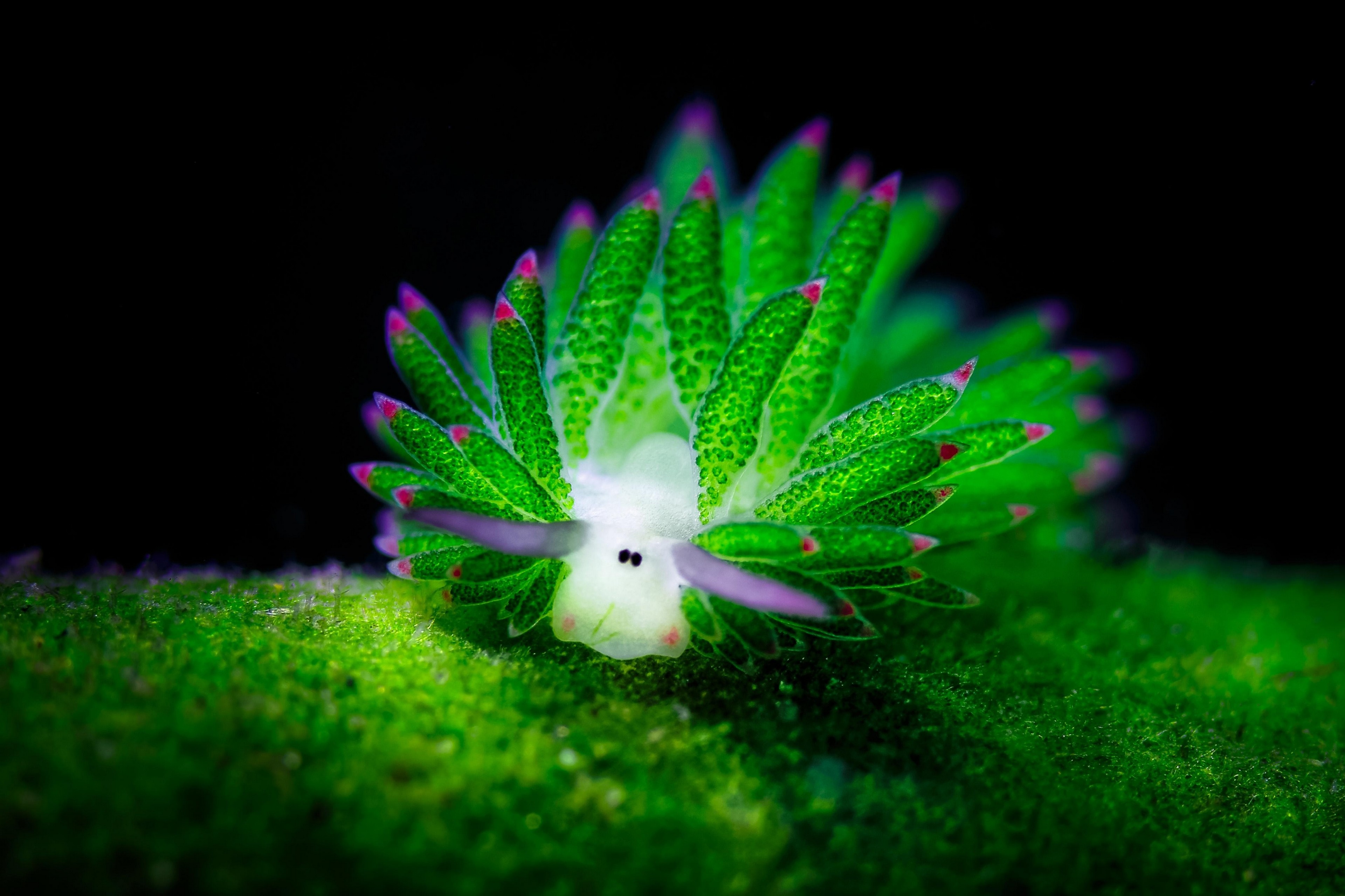 nudibranch, animal, sea slug desktop HD wallpaper