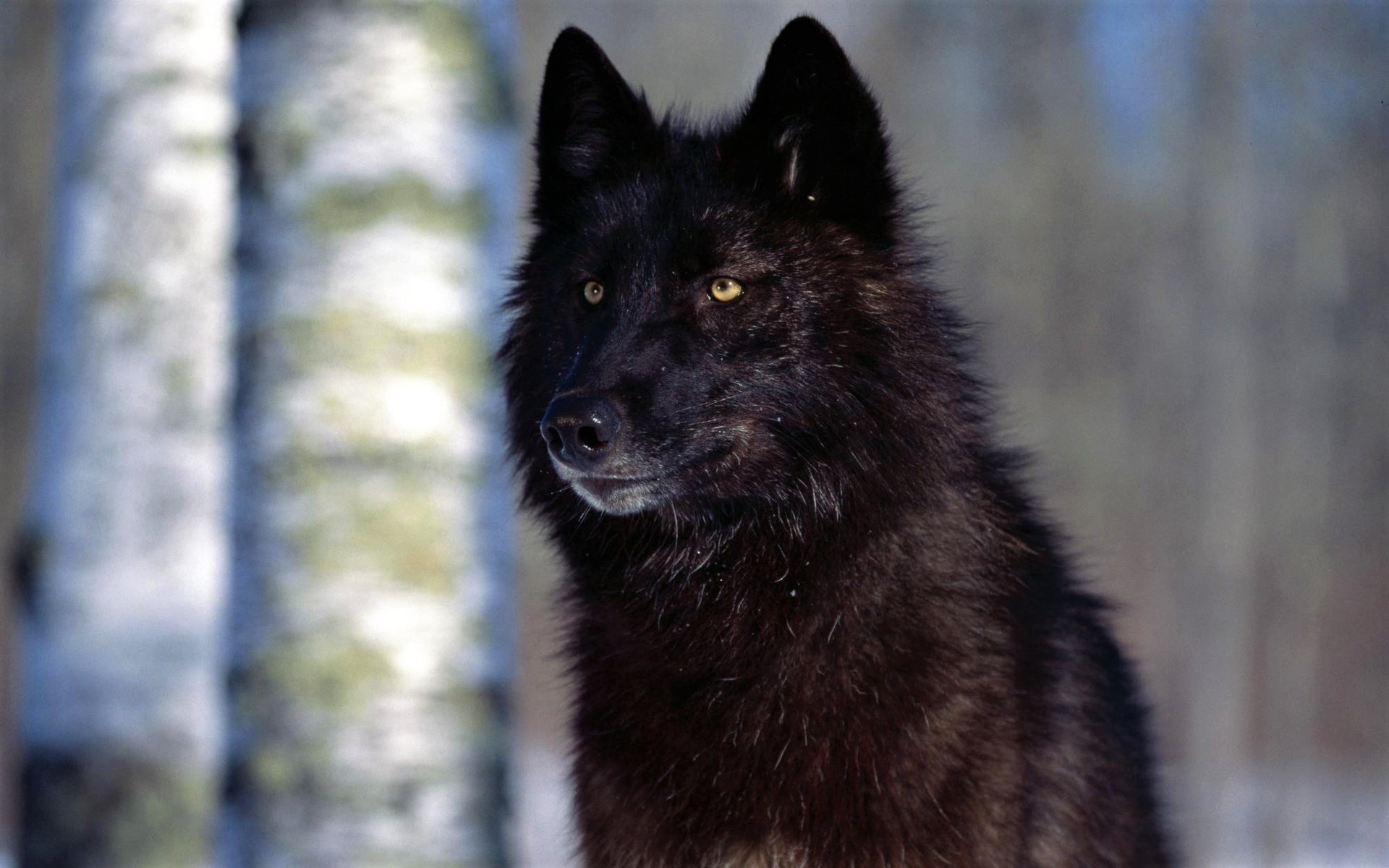 Черный канадский волк арт