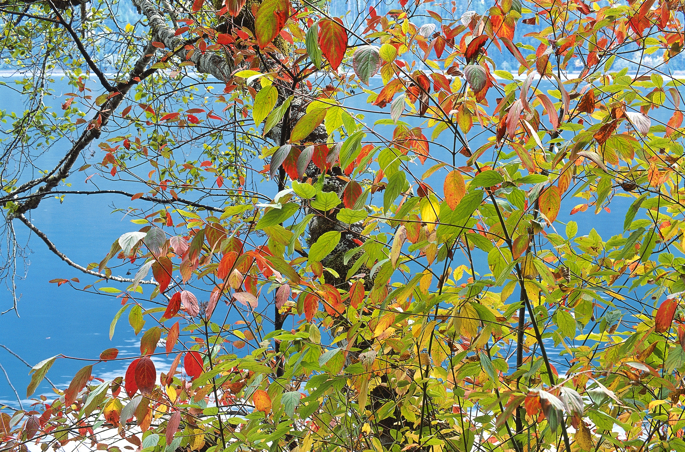 paints, nature, autumn, leaves, sea, wood, multicolored, tree, palette