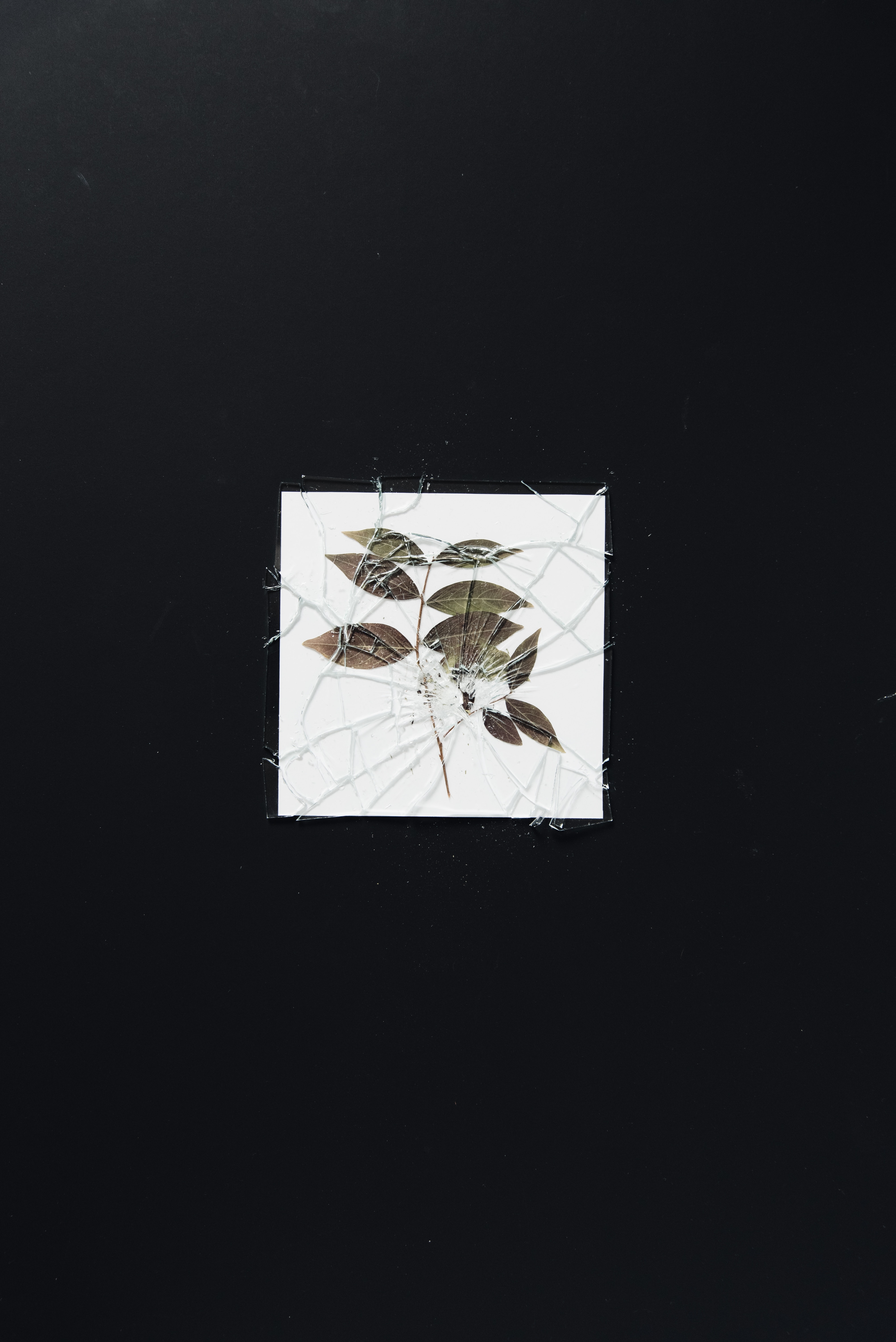minimalism, branch, glass, shards, smithereens, broken, herbarium Full HD
