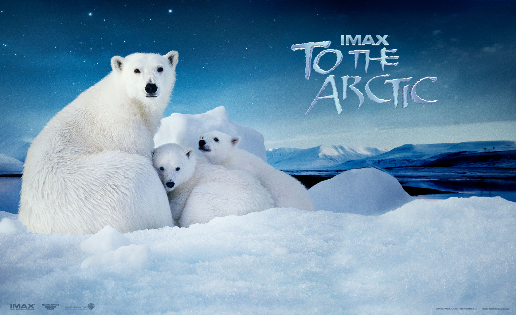 to the arctic, movie, antarctica, arctic, baby animal, bear, ice, polar bear, snow