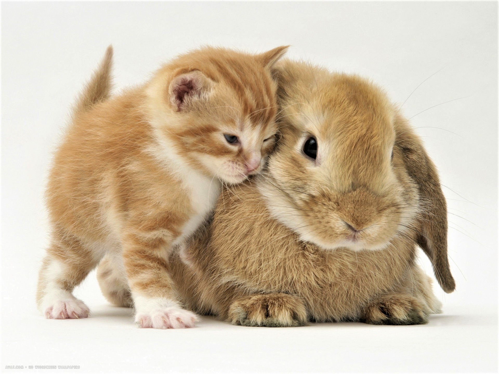 865040 descargar imagen animales, lindo, bebe animal, de cerca, amigo, gatito, conejo: fondos de pantalla y protectores de pantalla gratis