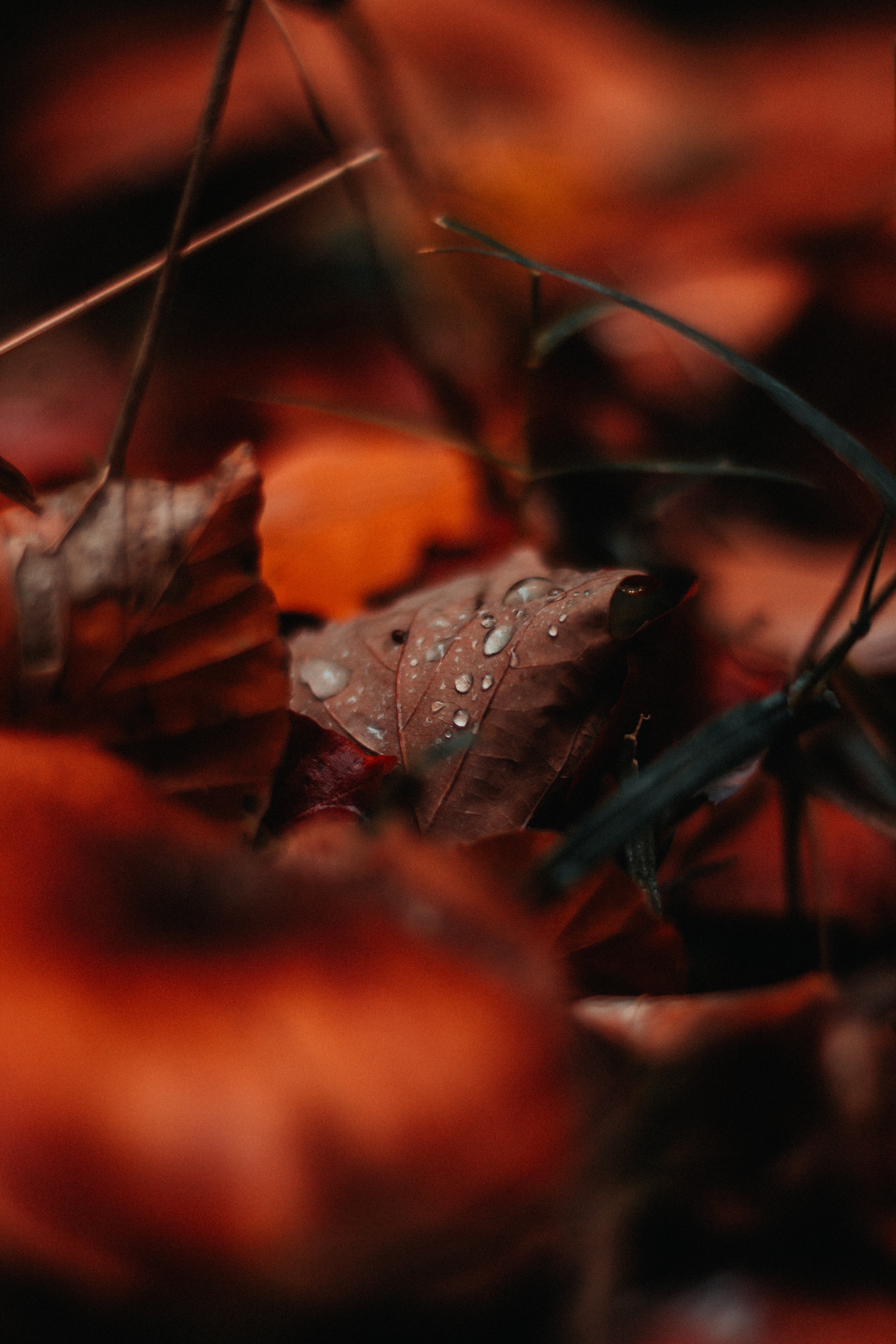 Horizontal Wallpaper autumn, drops, macro, sheet, leaf, moisture