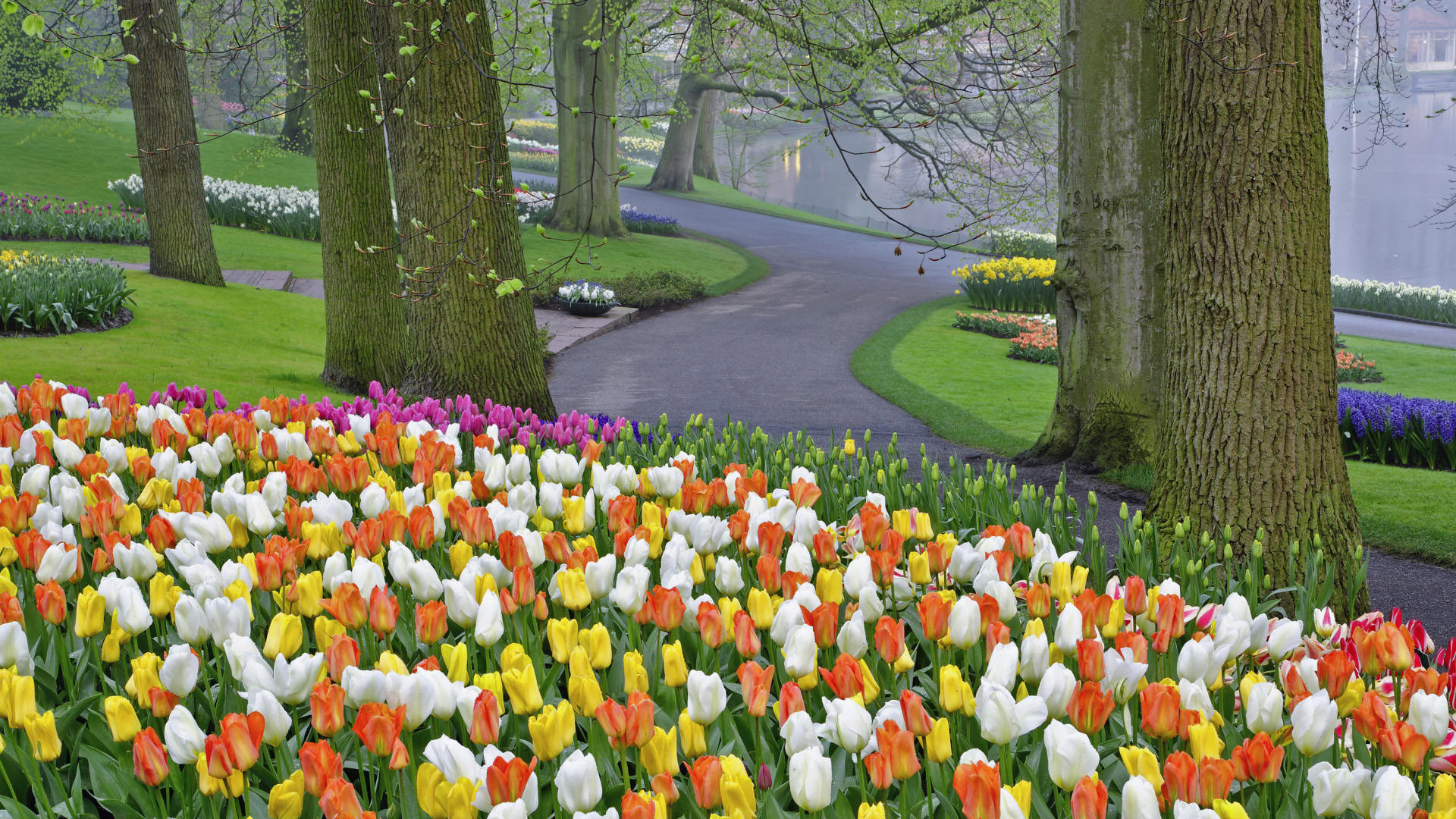 Handy-Wallpaper Landschaft, Blumen, Bäume, Tulpen kostenlos herunterladen.