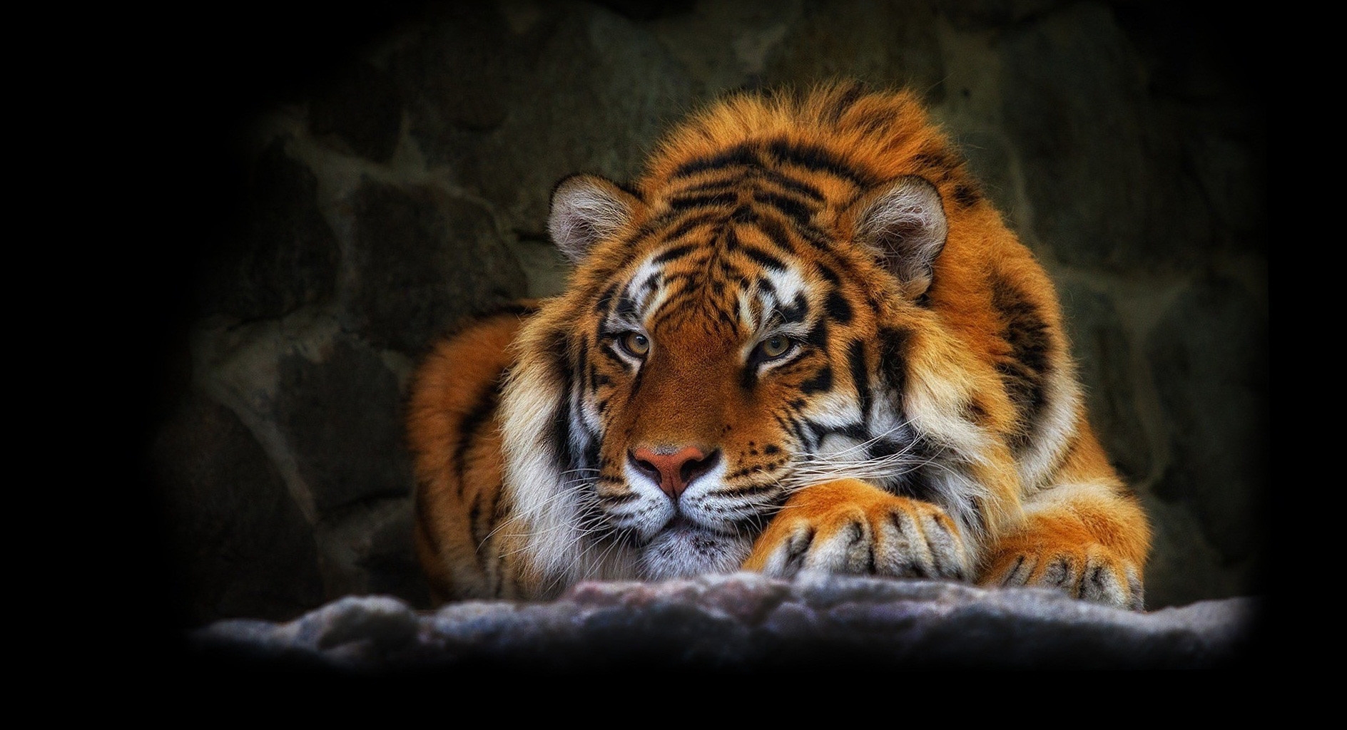 129737 скачать обои животные, тигр, темный фон, дикая кошка - заставки и картинки бесплатно
