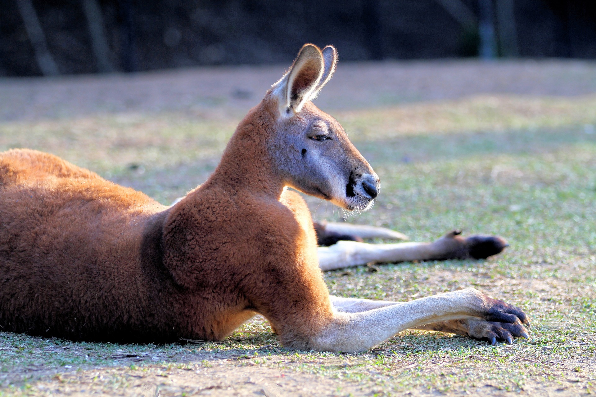 animal, red kangaroo, australian, lying down, mammal, marsupial wallpaper for mobile
