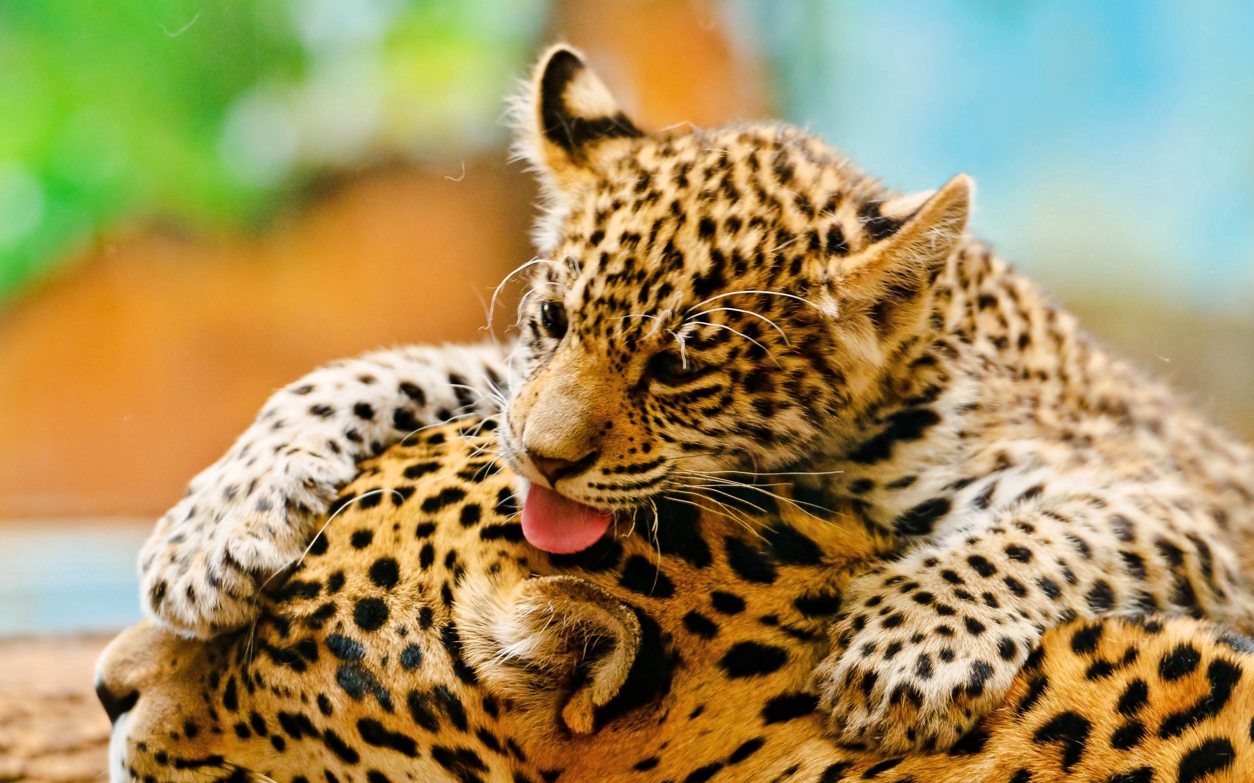 Free download wallpaper Animals, Young, Joey, Leopards, Pair, Care, Couple on your PC desktop