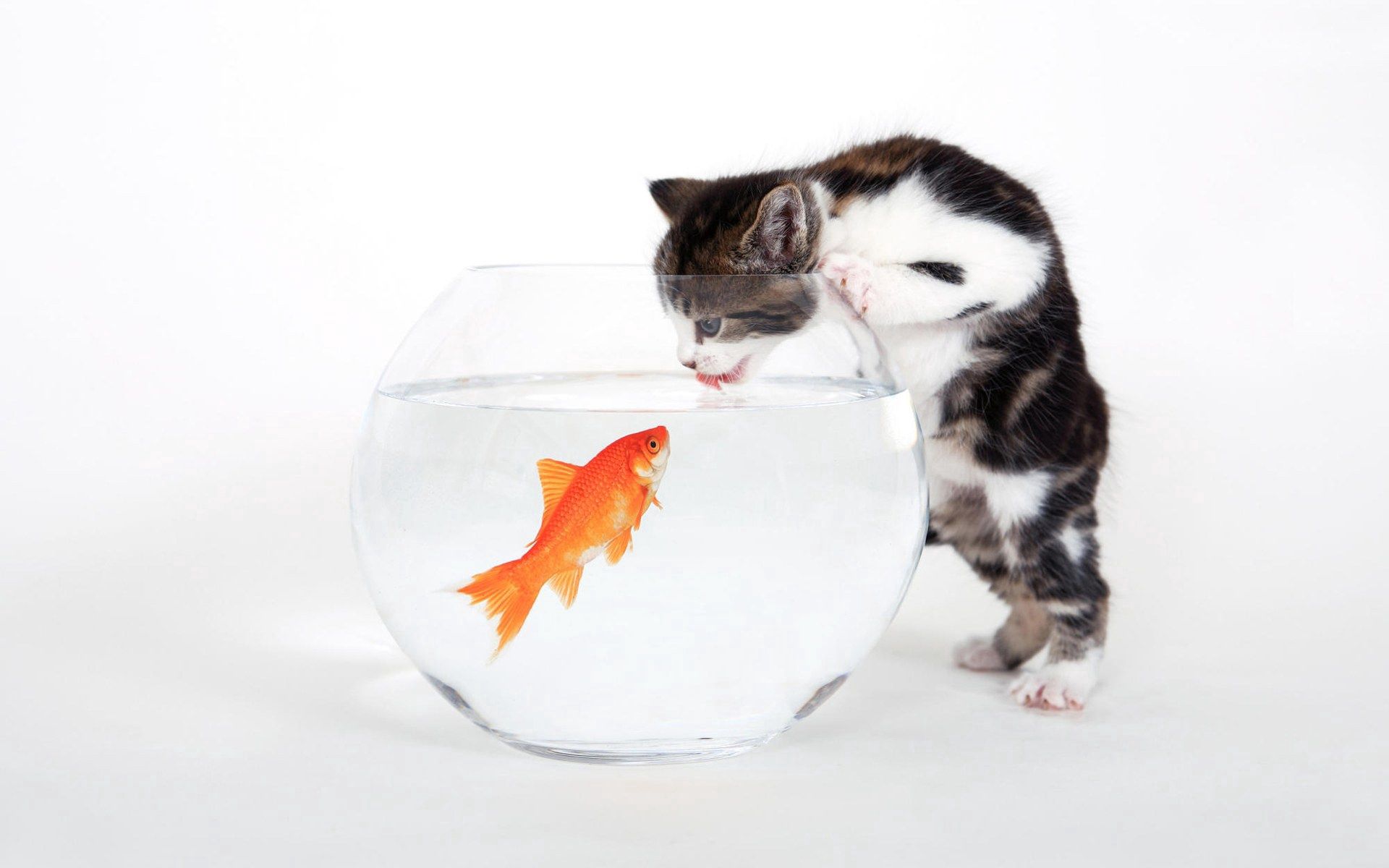 Free download wallpaper Animals, Kitty, Kitten, Fish, Curiosity, Aquarium on your PC desktop