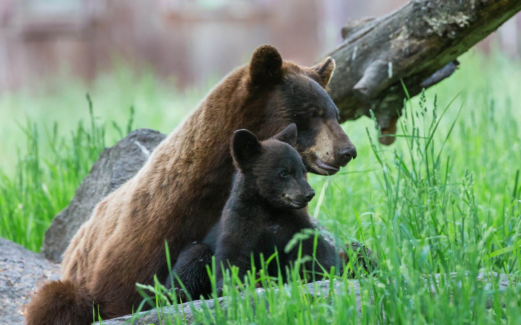 Малыши и медведь