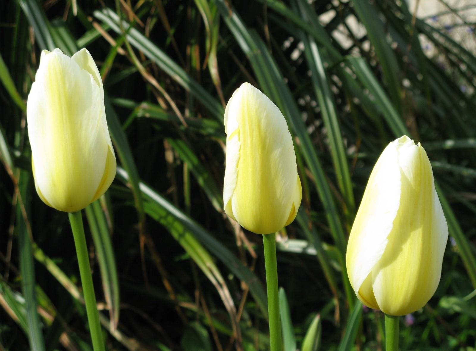 flowers, tulips, close up, buds, three