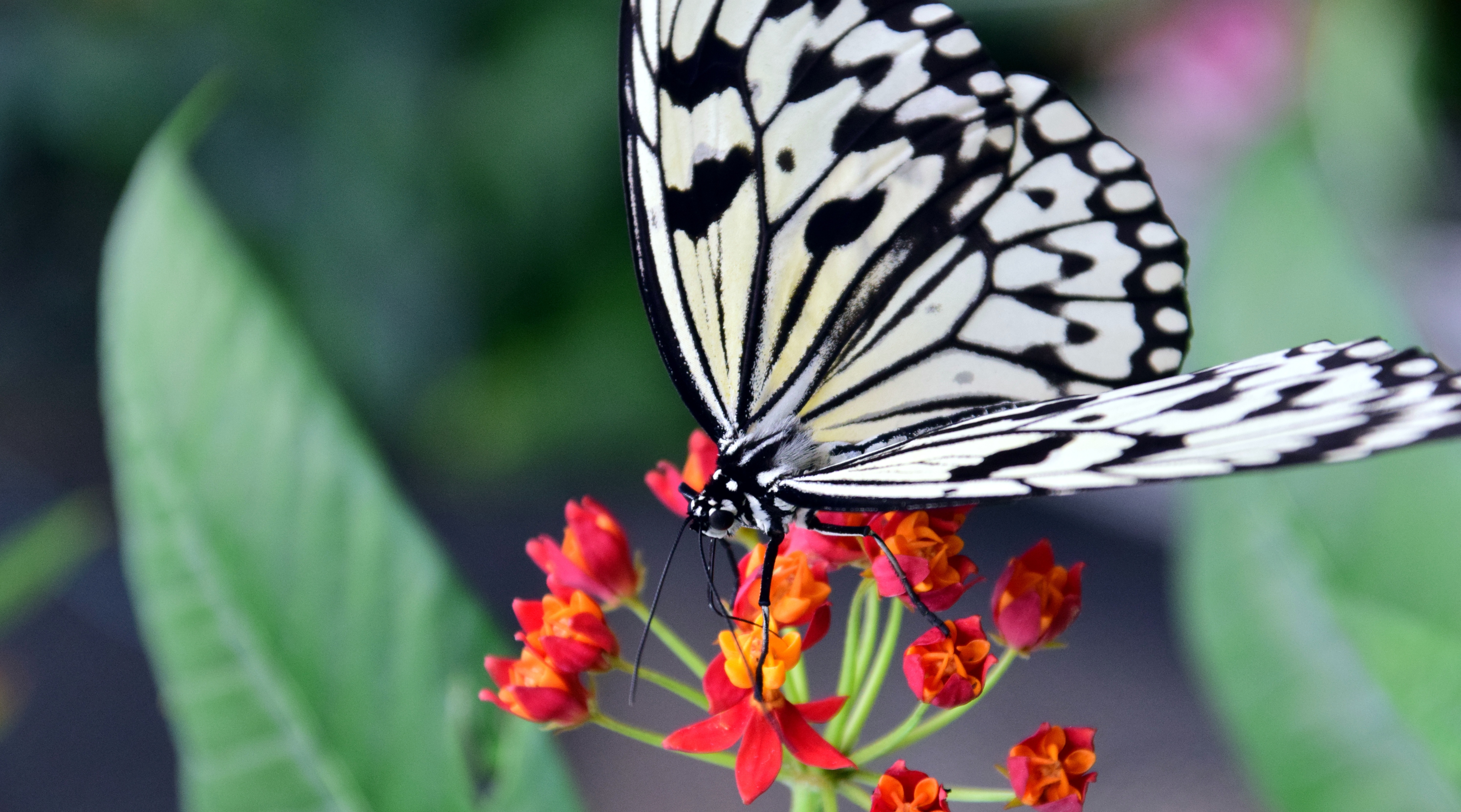 PCデスクトップに蝶, 大きい, マクロ, バタフライ, パターン, 花画像を無料でダウンロード