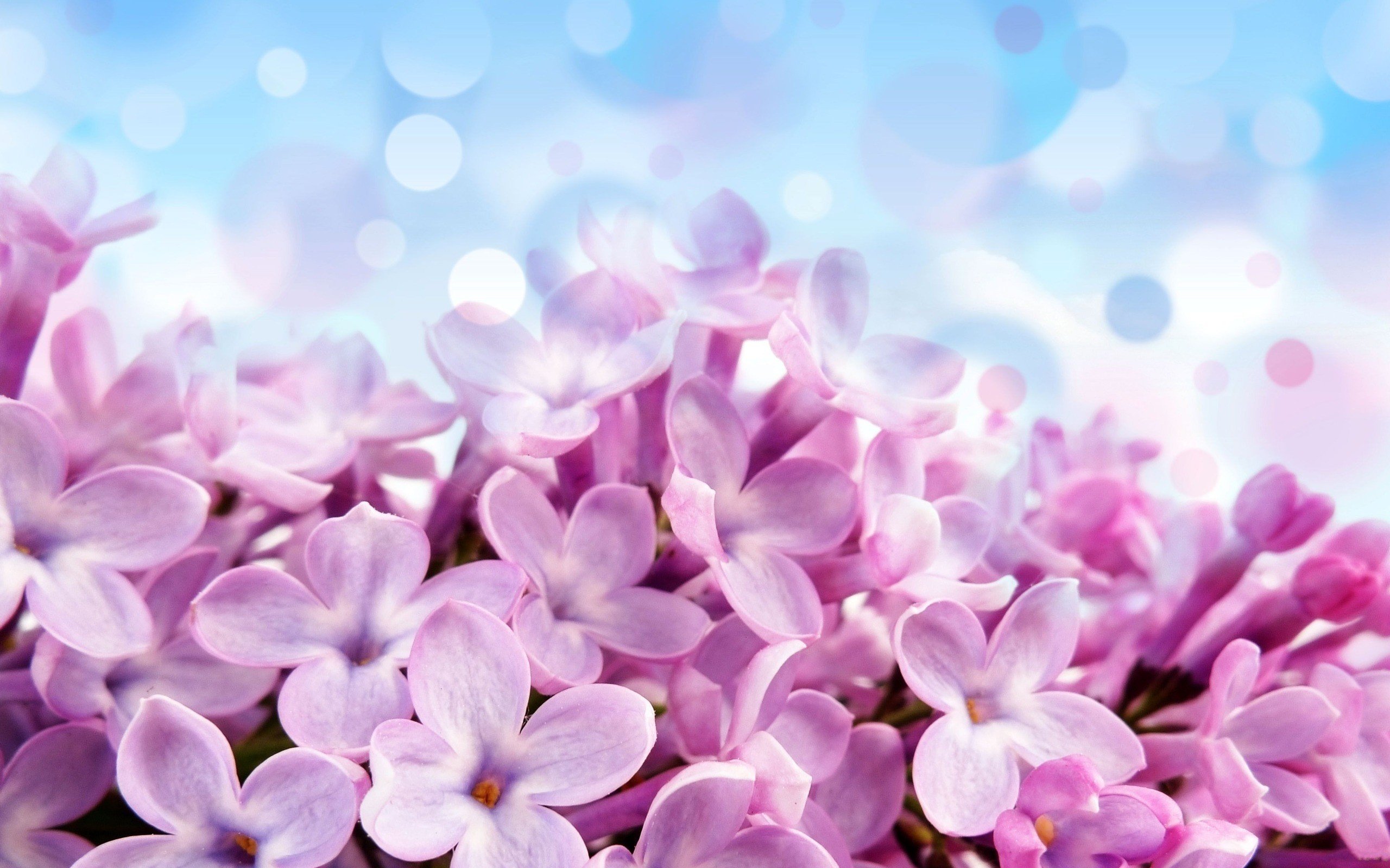 40623 descargar imagen violeta, plantas, flores: fondos de pantalla y protectores de pantalla gratis