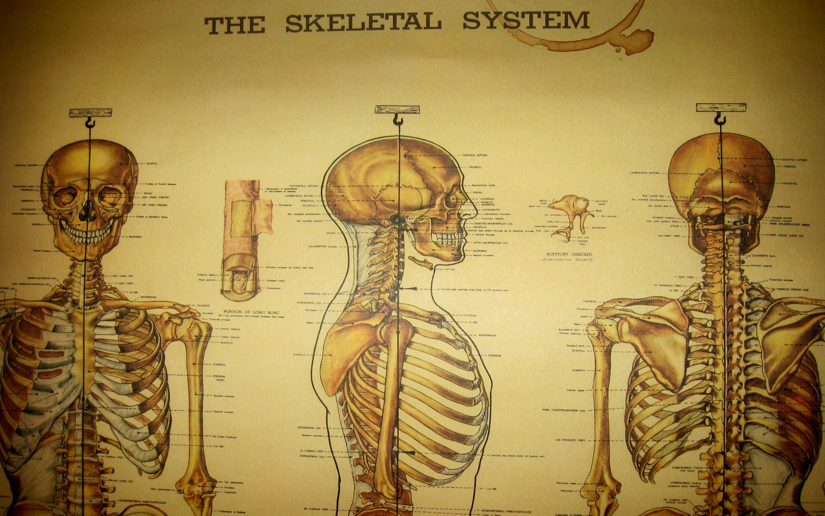 artistic, anatomy, skeleton
