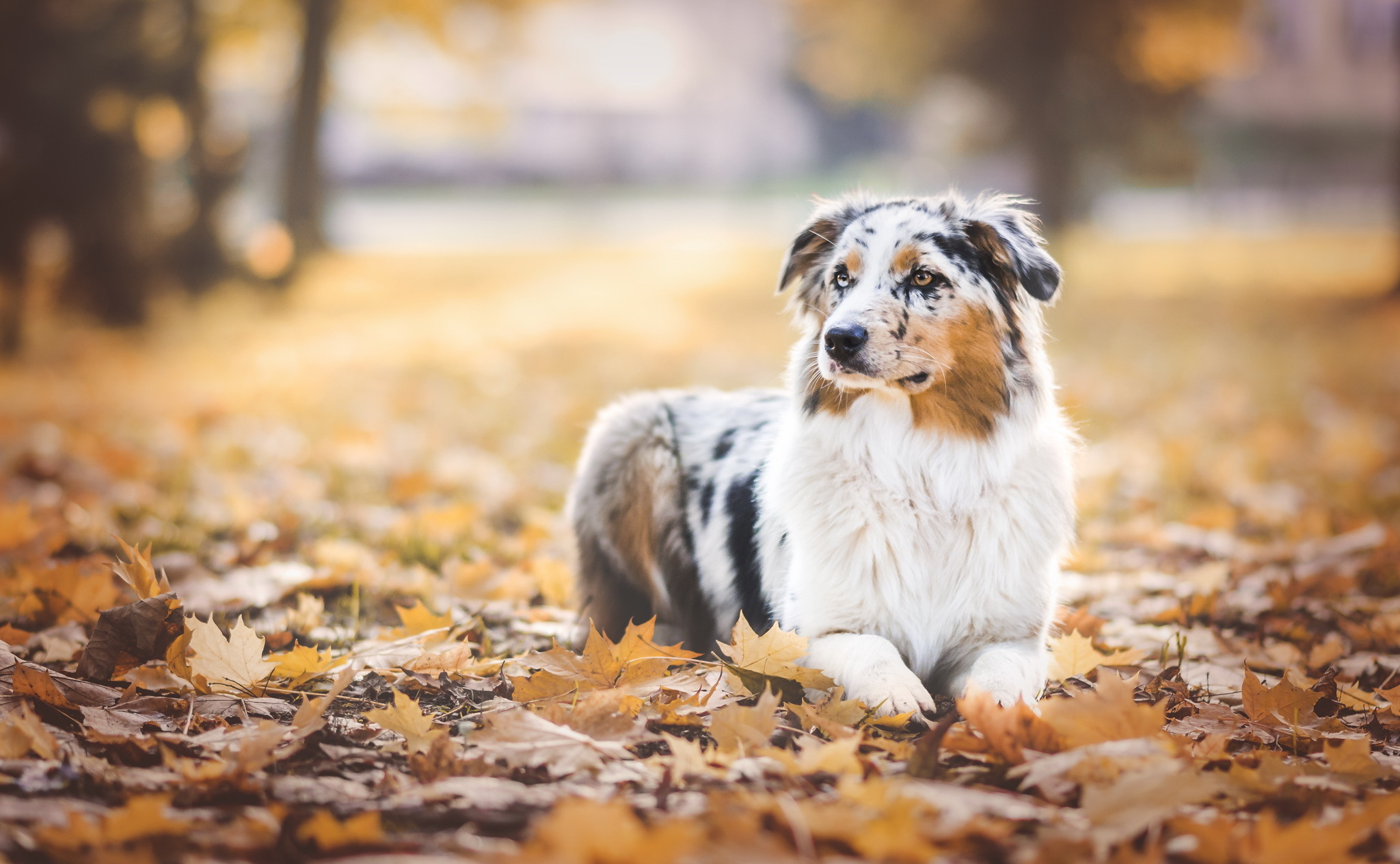 Laden Sie das Australischer Hirte, Australian Shepherd, Laub, Hund, Tiere, Herbst-Bild kostenlos auf Ihren PC-Desktop herunter