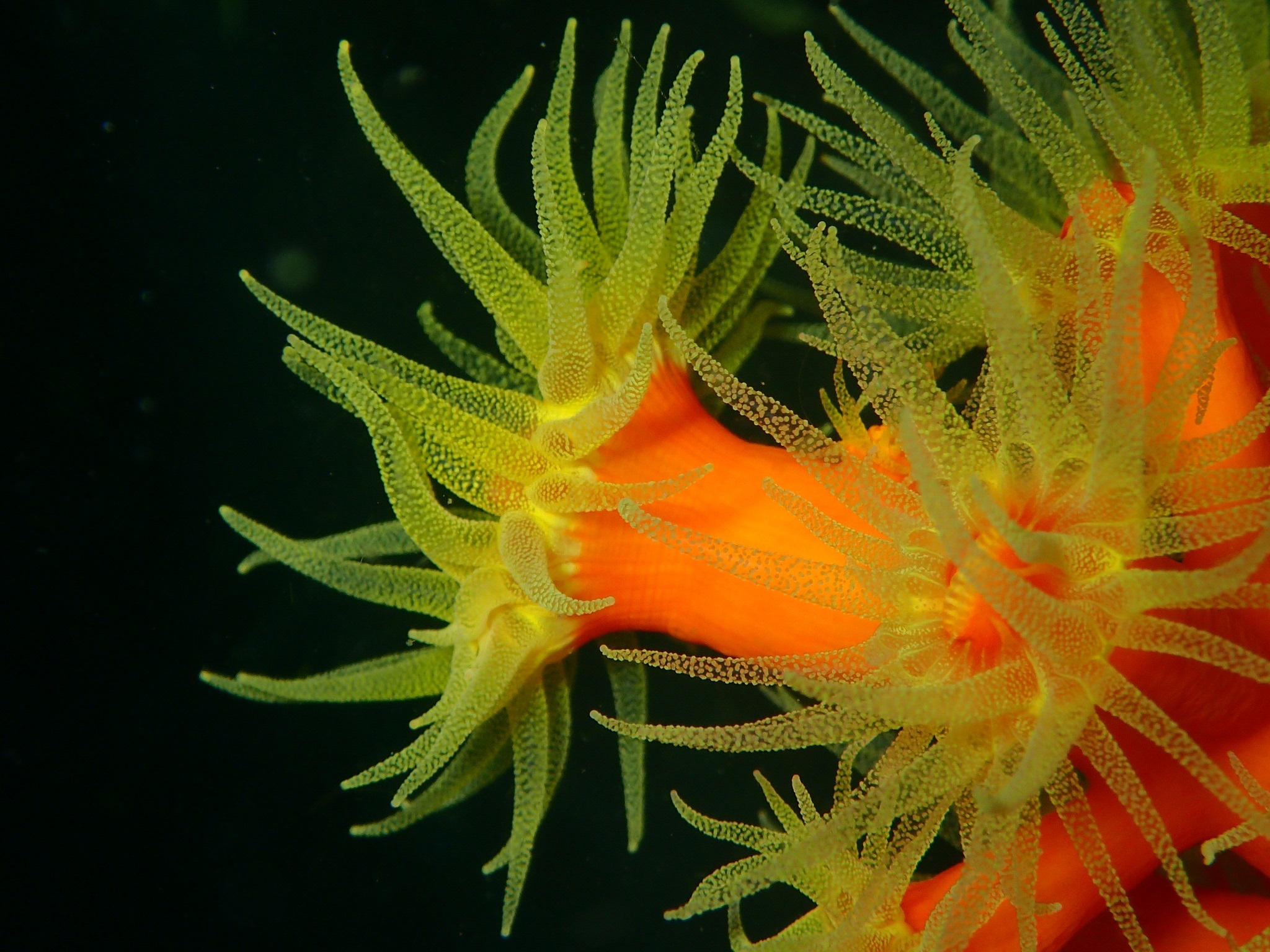 Морская актиния