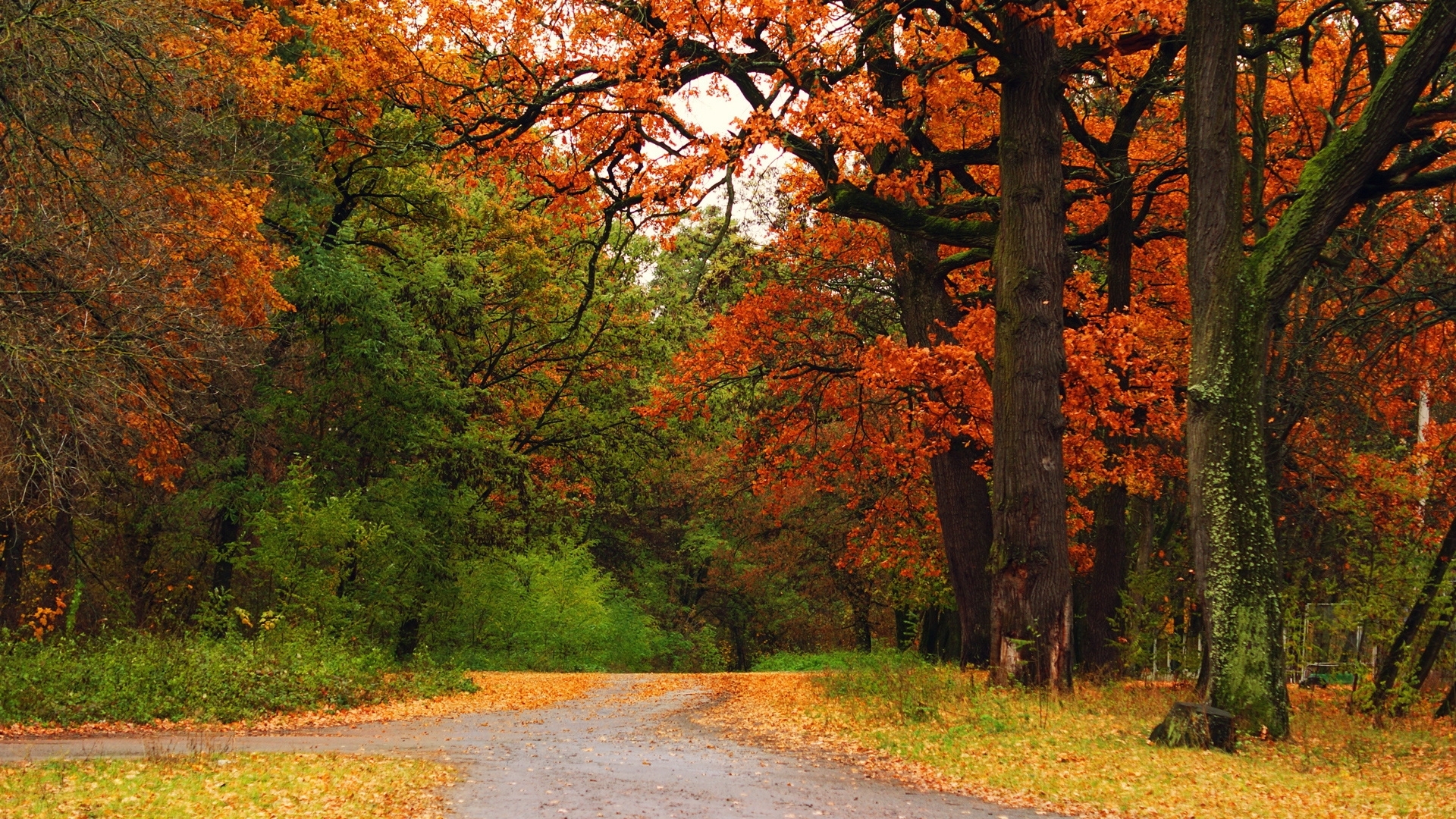 45423壁紙のダウンロード風景, 自然, 木, 秋, パークス-スクリーンセーバーと写真を無料で