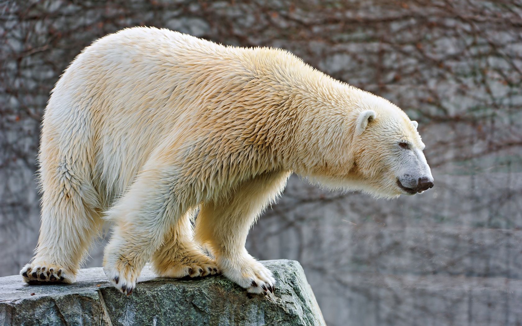 Laden Sie das Groß, Große, Polarbär, Tiere, Wolle, Eisbär-Bild kostenlos auf Ihren PC-Desktop herunter