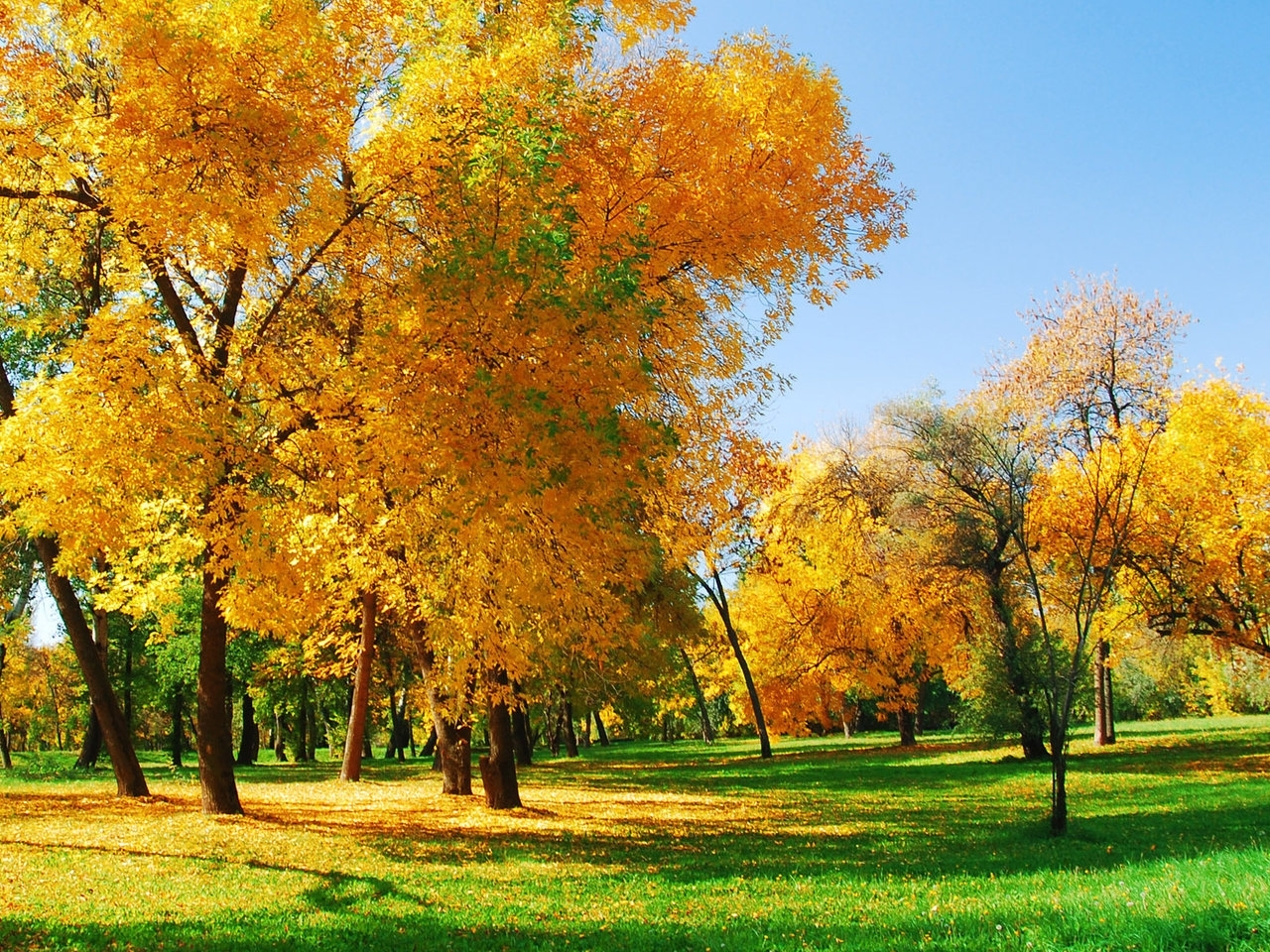 Baixar papel de parede para celular de Árvores, Outono, Natureza, Paisagem gratuito.