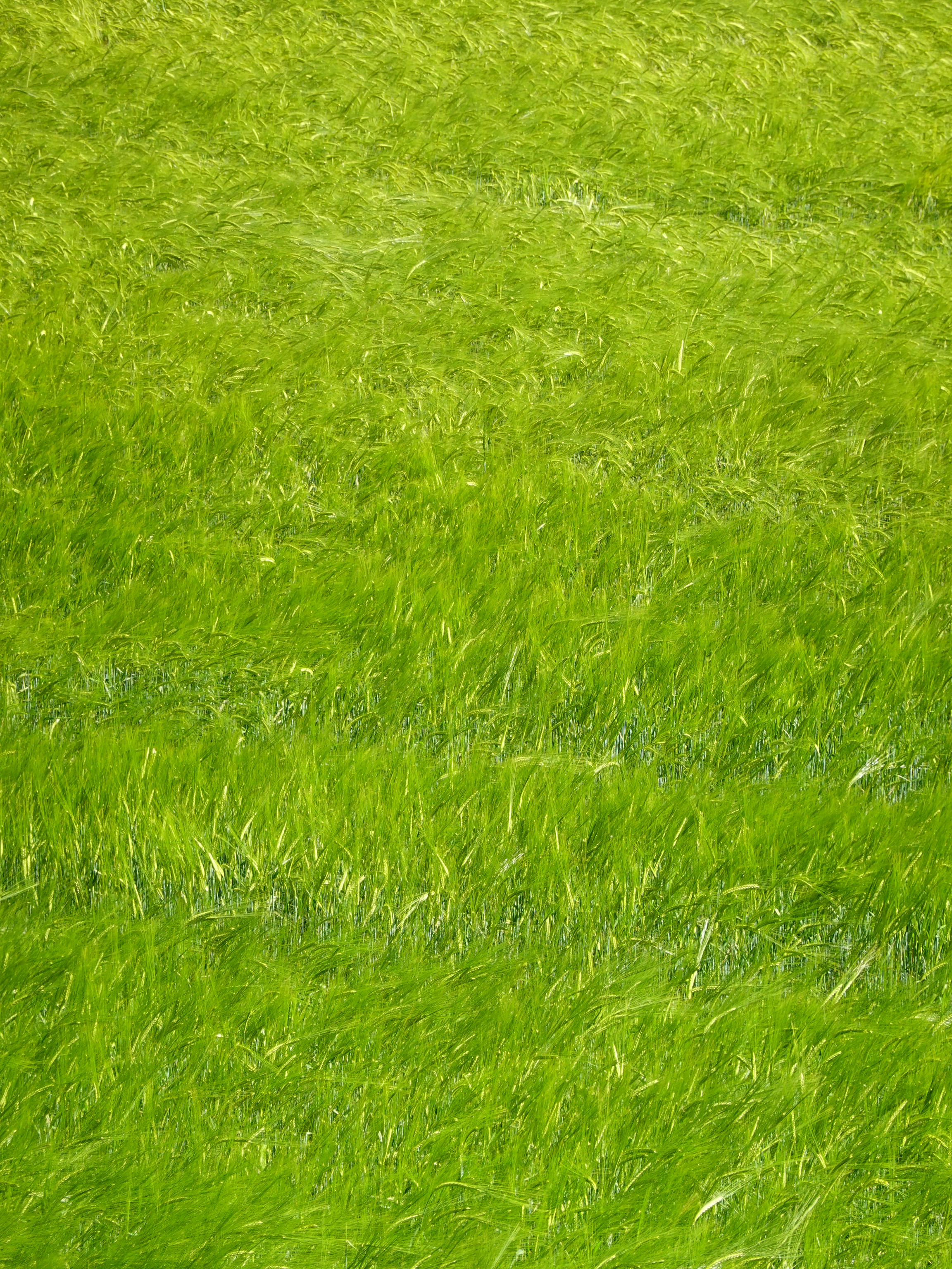 canvas, nature, grass, plant, paint Smartphone Background