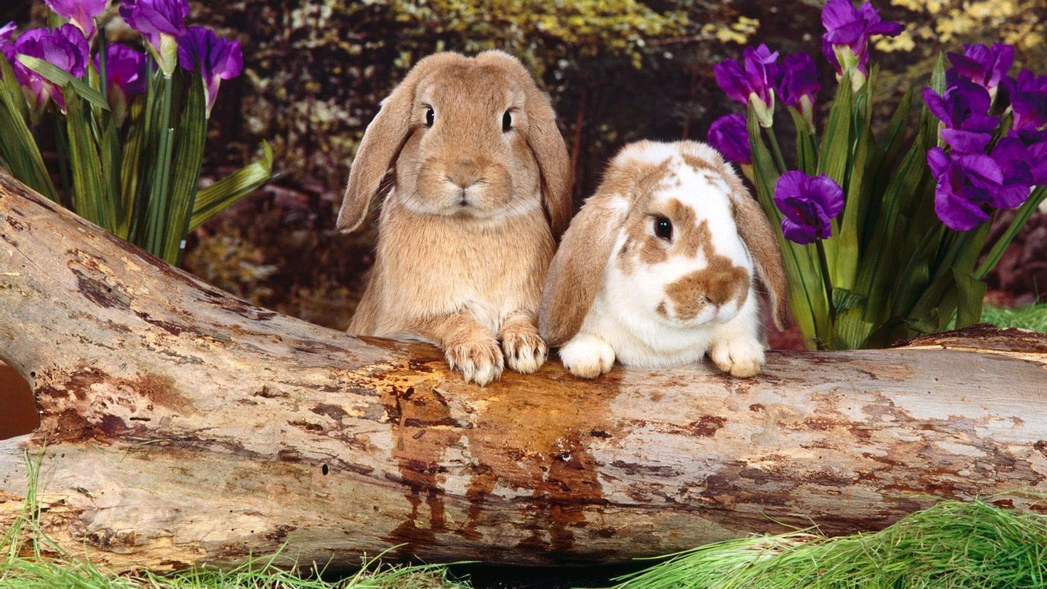 Мире животных зайцы. Животные весной. Кролики. Милые животные на природе.