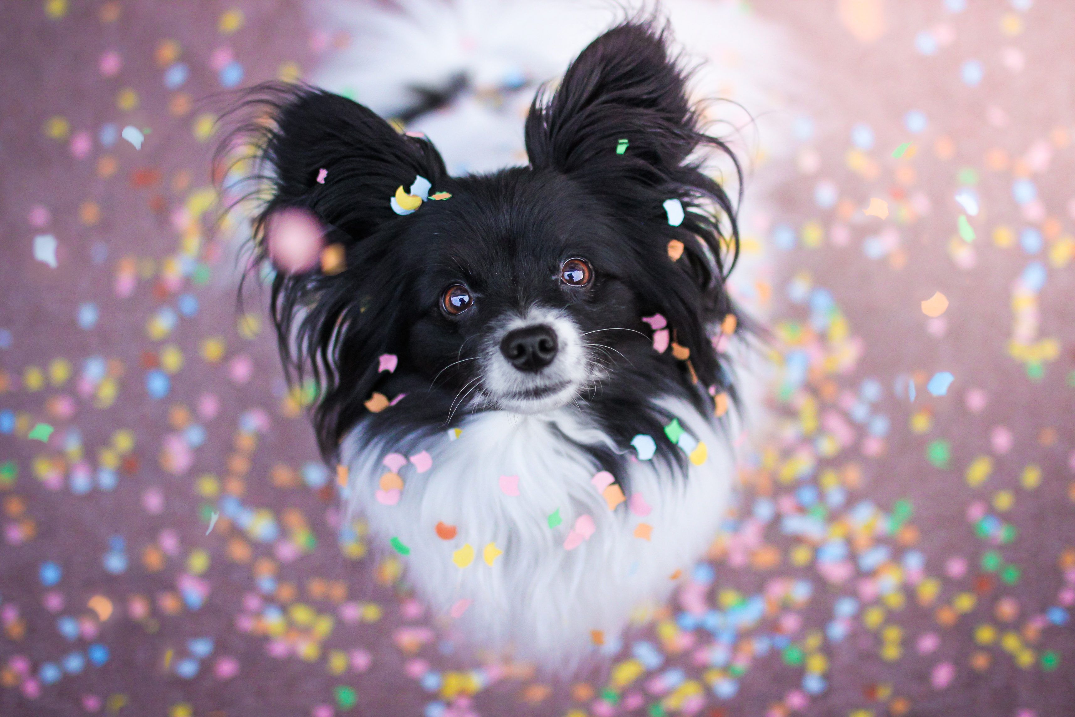 animal, chihuahua, confetti, dog, dogs HD wallpaper