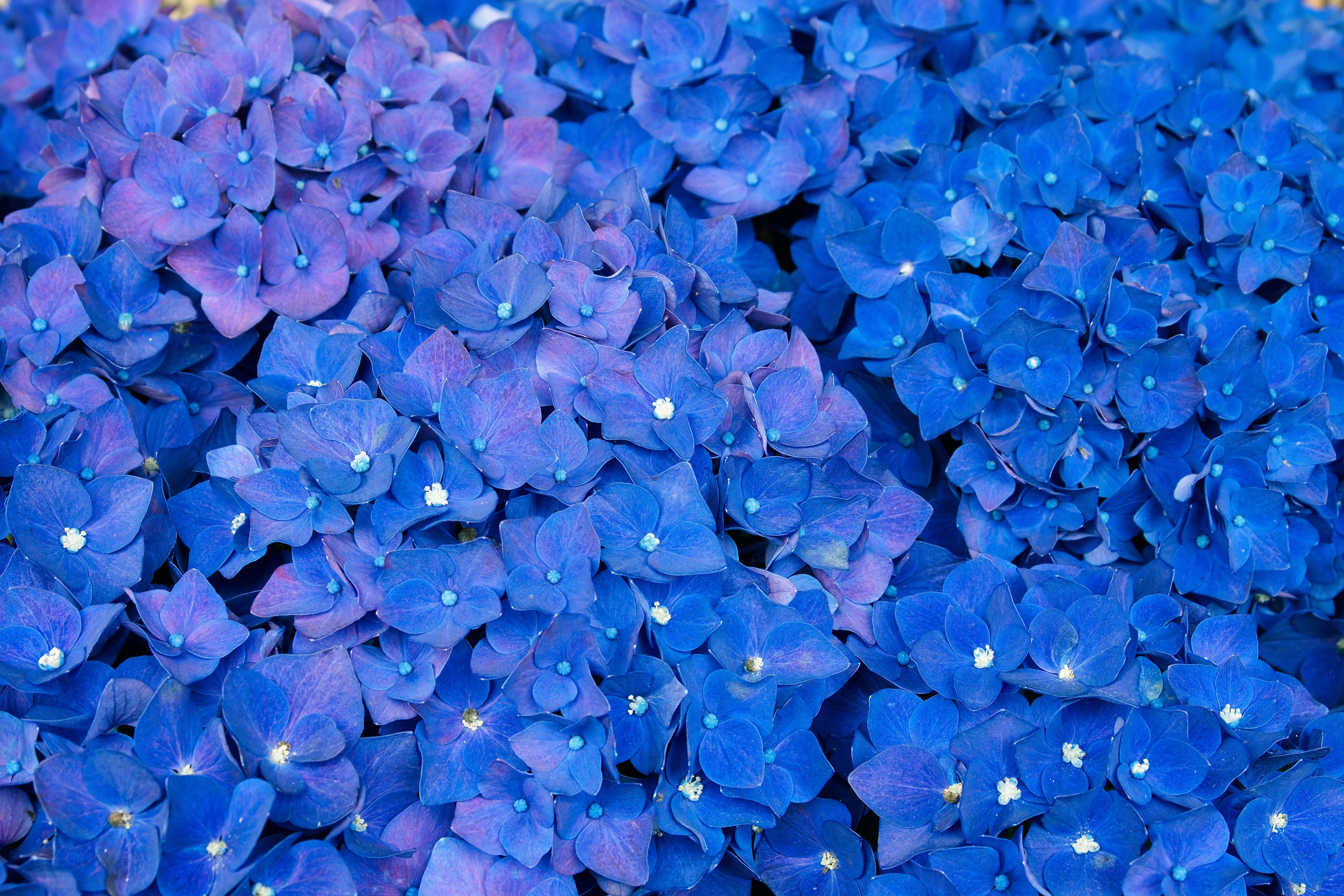 135417 télécharger l'image fleurs, bleu, hortensia, inflorescences, inflorescence - fonds d'écran et économiseurs d'écran gratuits