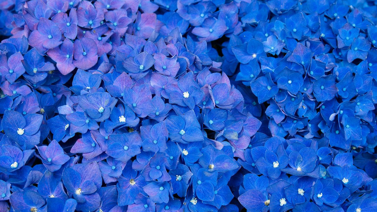 Включи голубой. Гортензия синяя. Гортензия крупнолистная. Синие цветы гортензия. Гортензия Незабудка.
