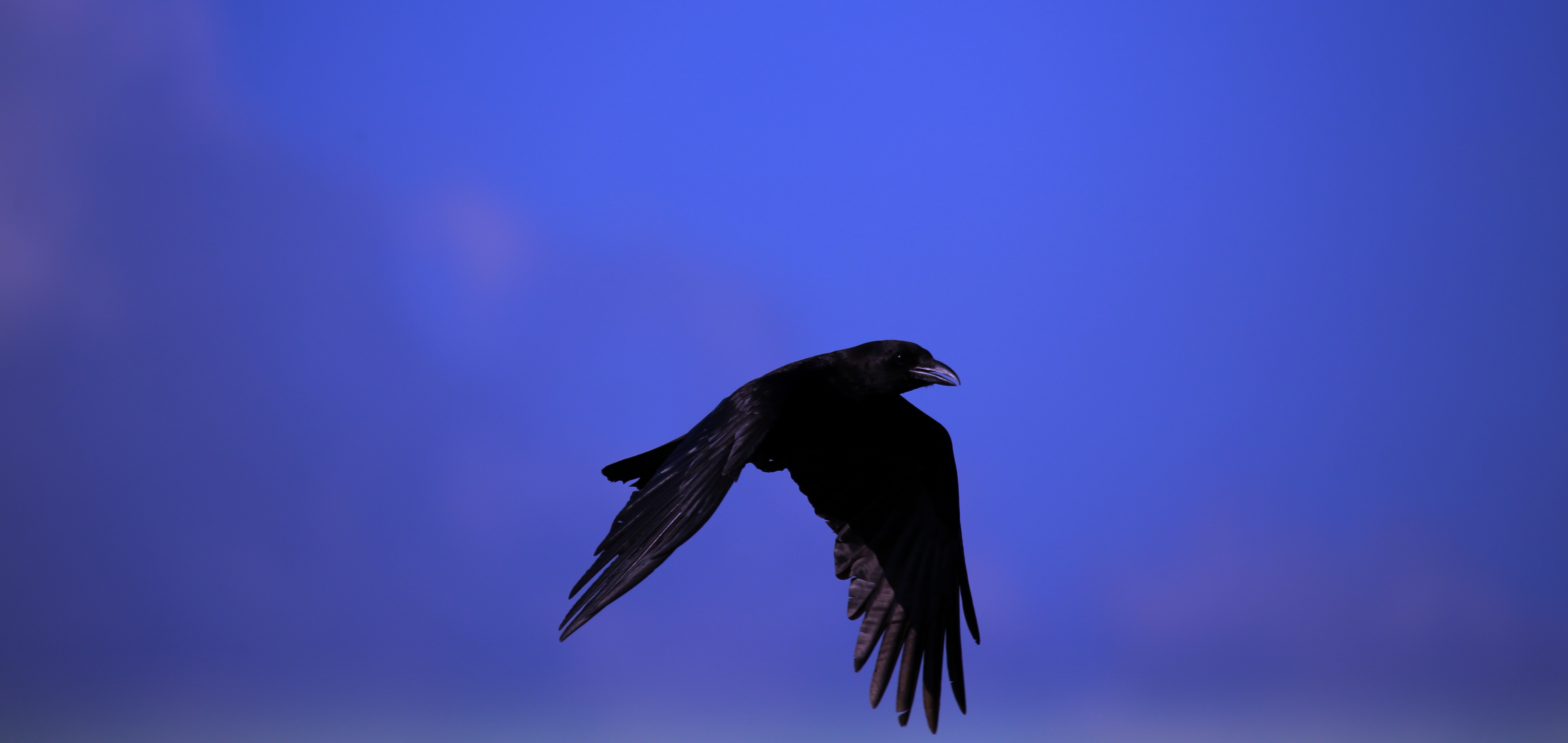 wallpapers animals, sky, black, bird, raven, fly, to fly