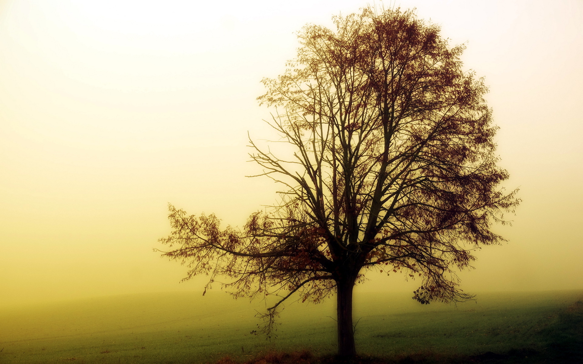 Free download wallpaper Landscape, Nature, Fog, Leaf, Fall, Earth, Season on your PC desktop