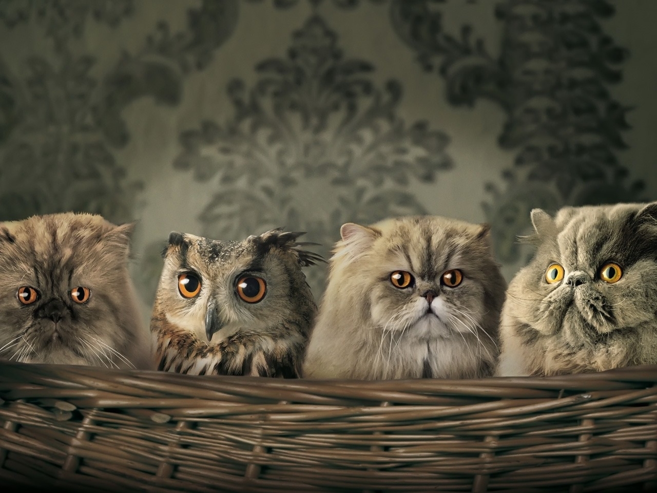 Download mobile wallpaper Animals, Owl, Cats for free.