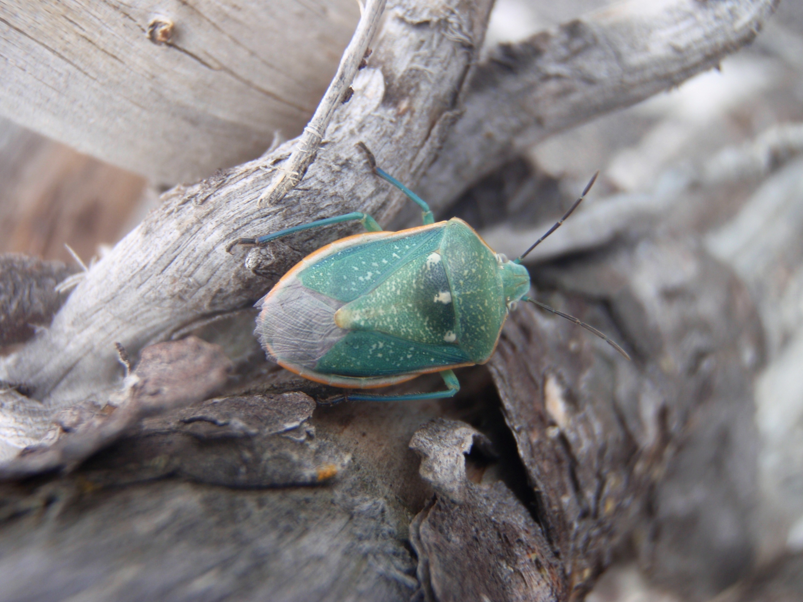 Жук качает. Stink Bug Жук. Жук вонючка клоп отряд. Вонючие жуки на сирени. Вонючка Березовая Жук.