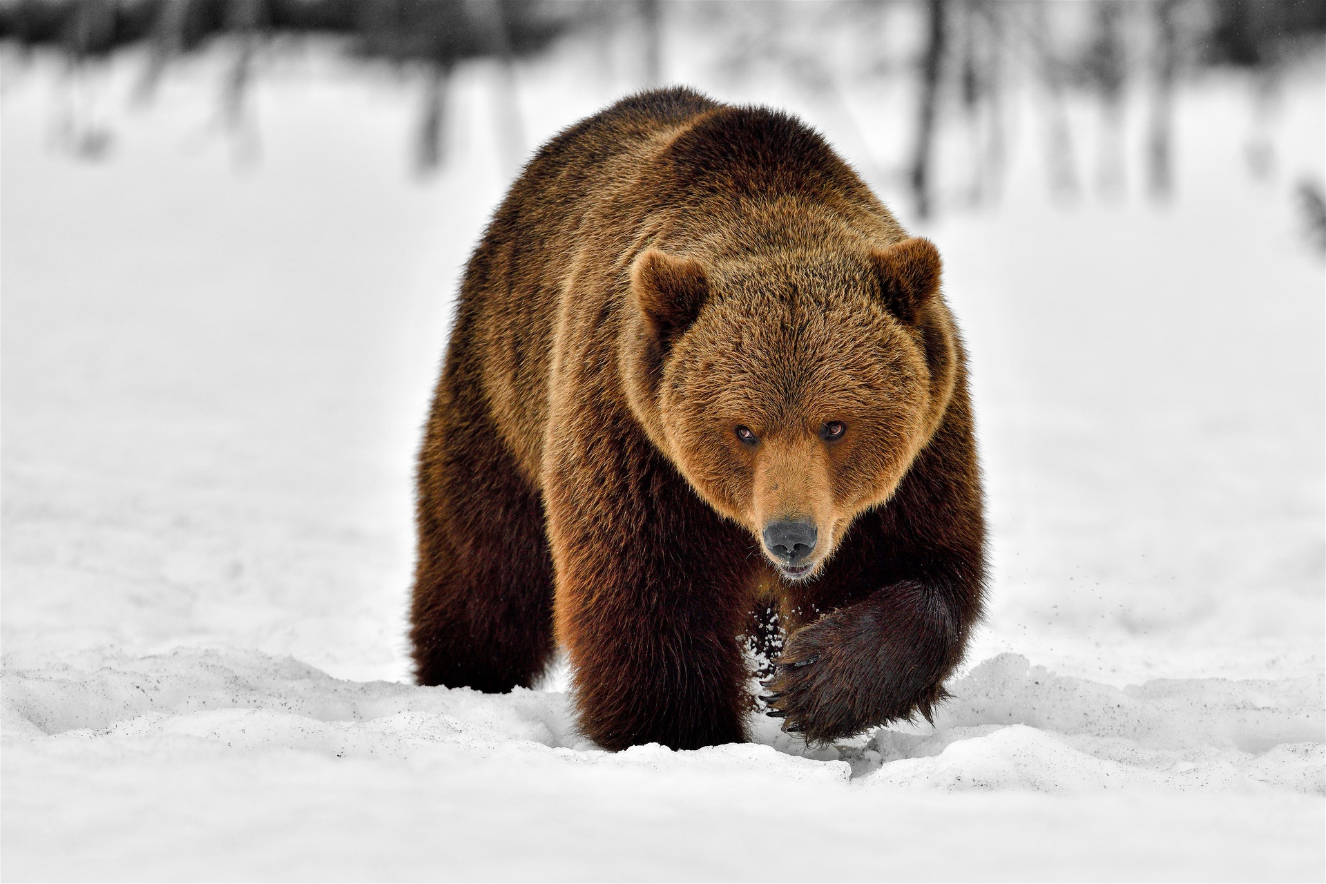 Морда медведя. Бурый медведь в снегу. Лапы медведя. Бурый медведь обои на рабочий стол. Медведь понравилось