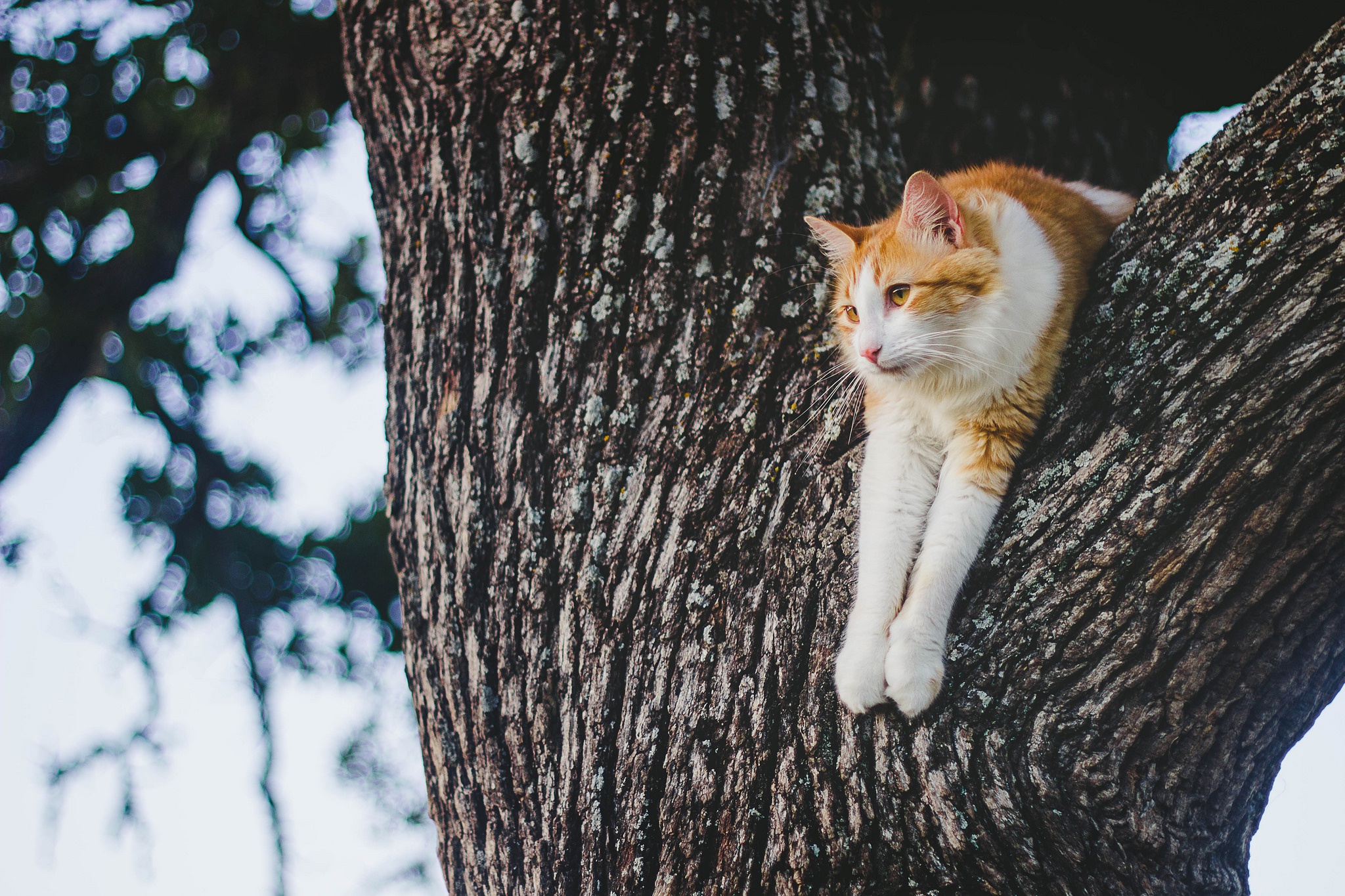 Кот на дереве