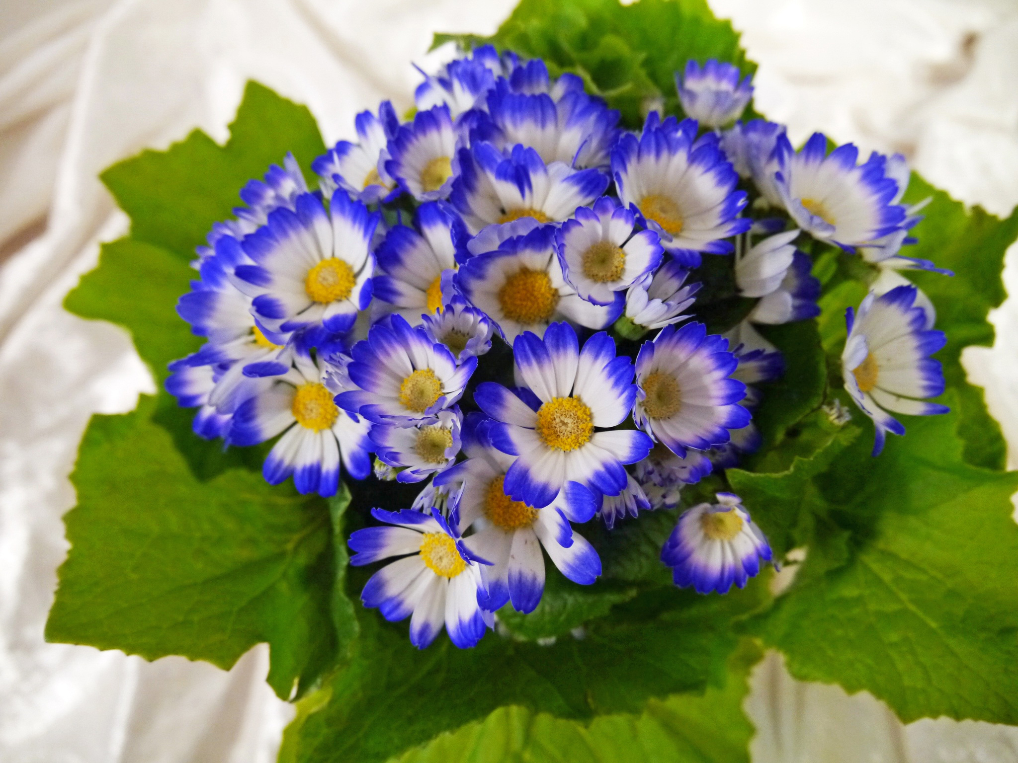 vertical wallpaper flowers, earth, flower, blue flower, cineraria